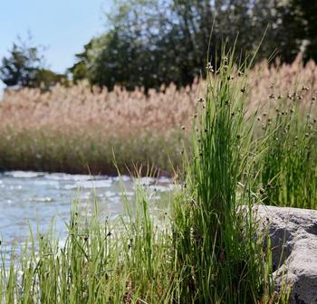  An image of water and reeds at the water's edge