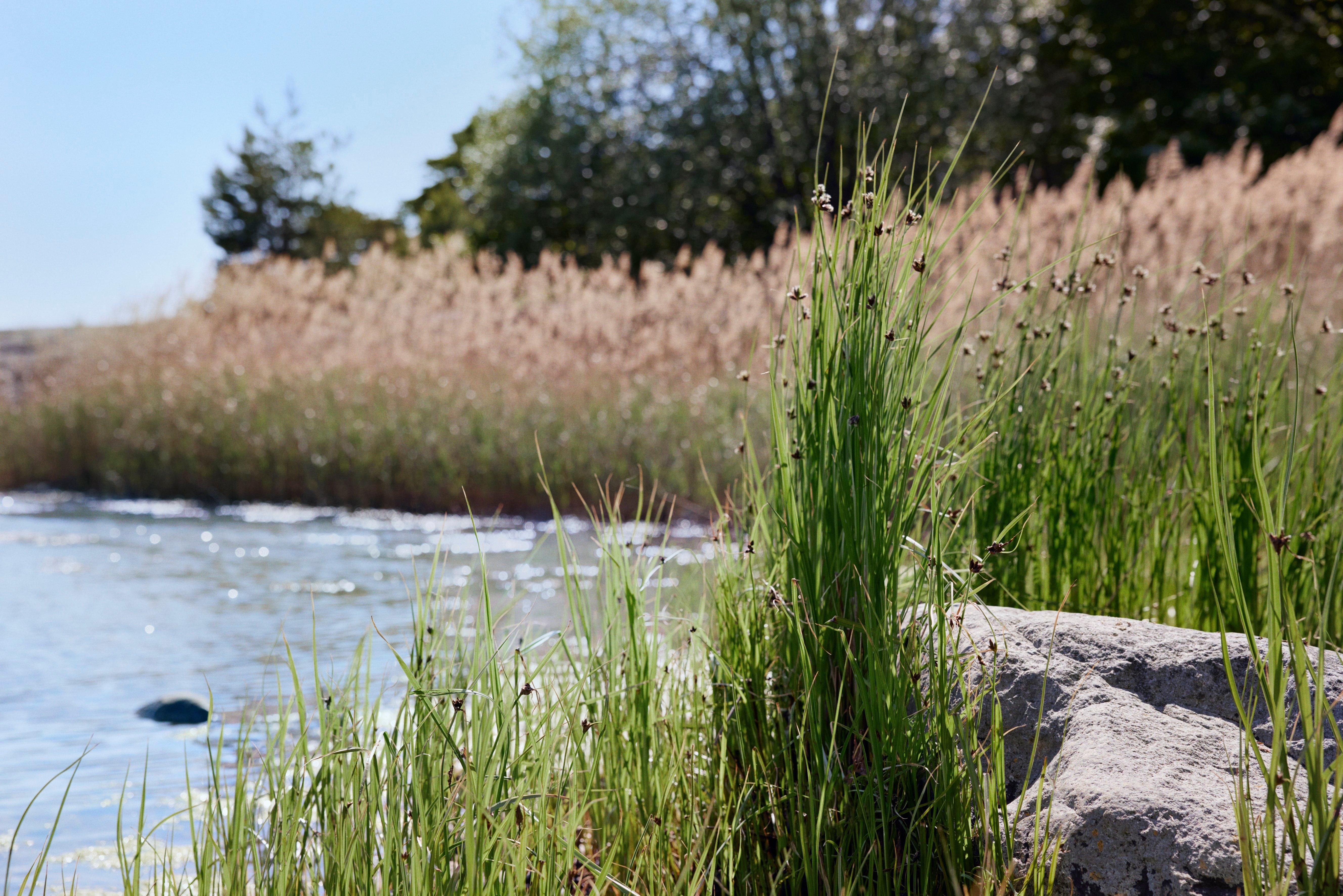  An image of water and reeds at the water's edge