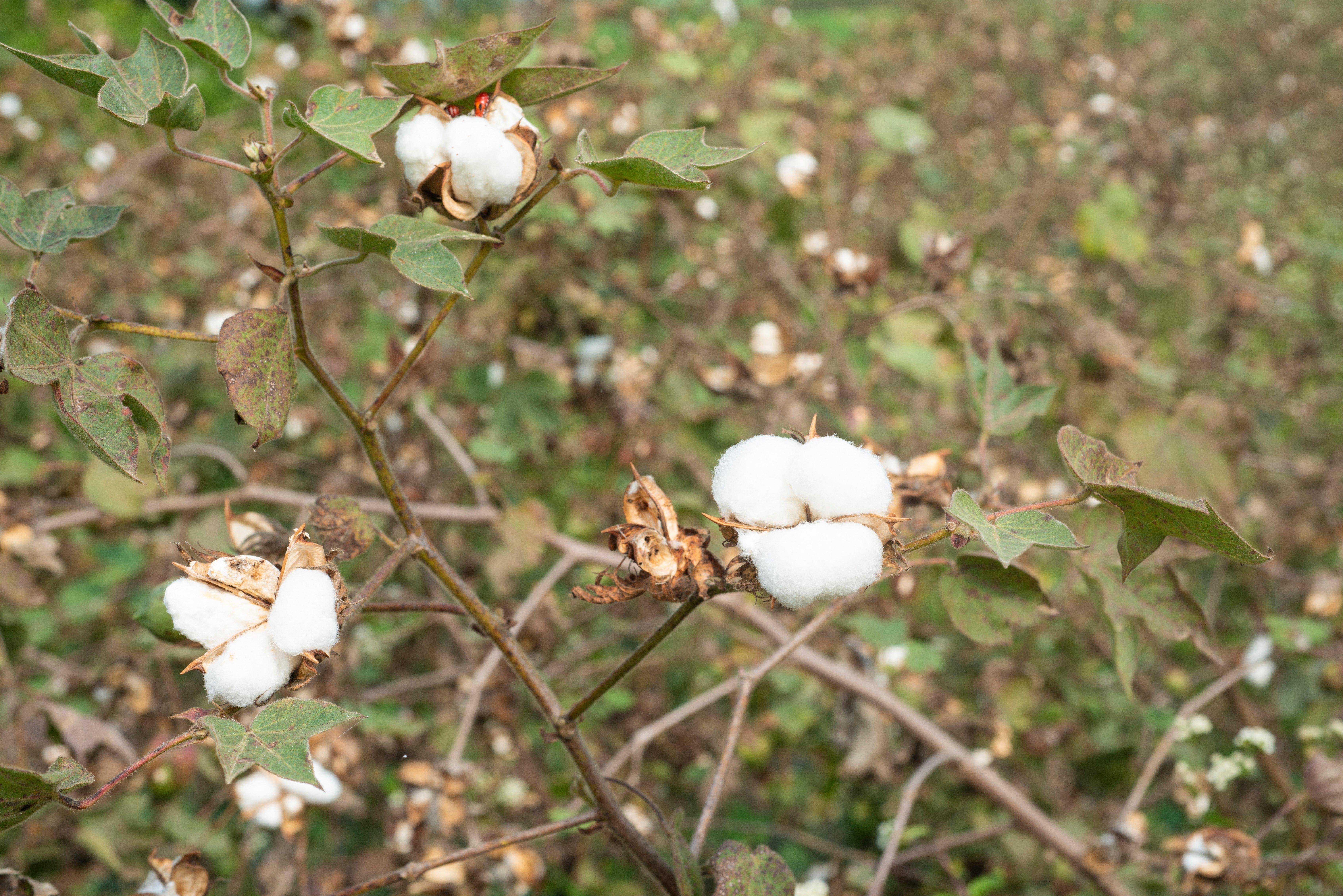 A picture of cotton plants