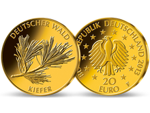 Die 20-Euro-Goldmünze „Kiefer“