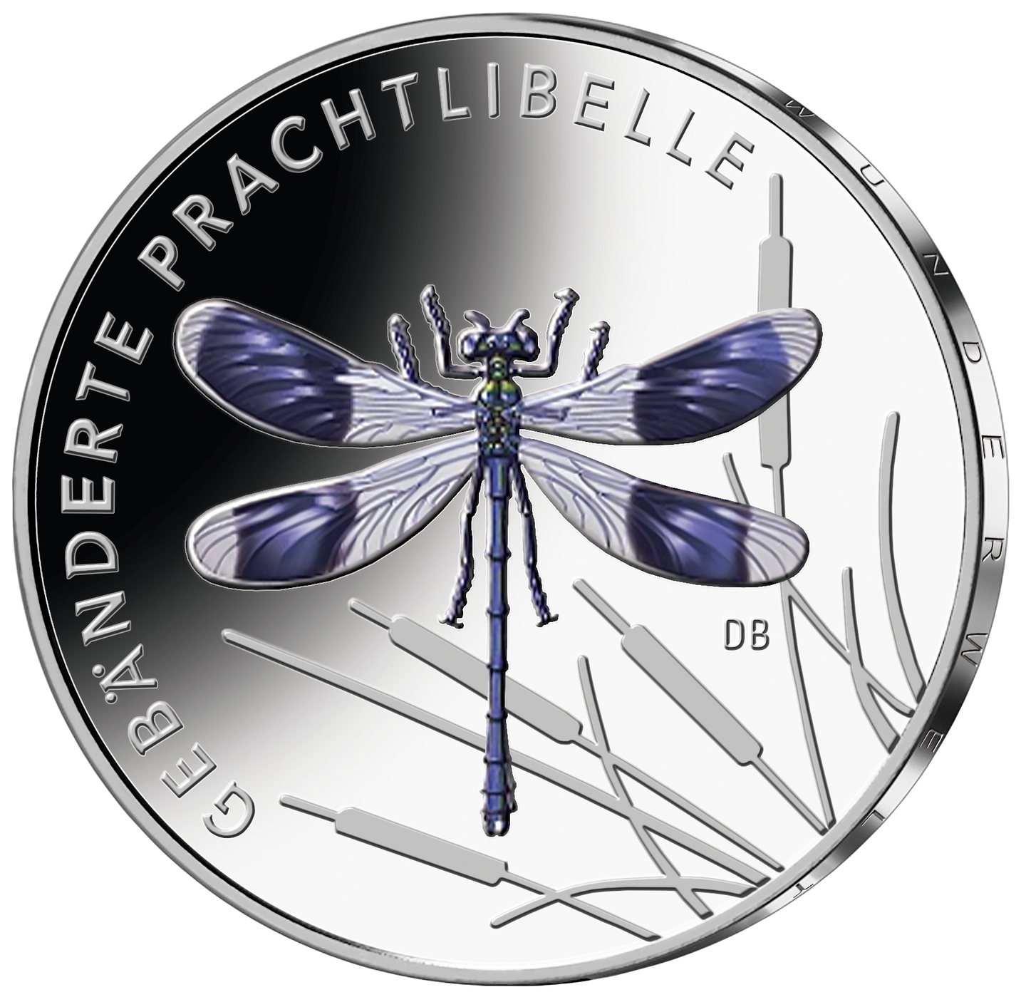 Prachtlibelle