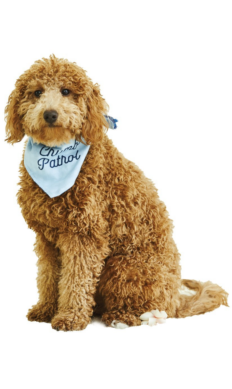 Fluffy tan dog wearing a blue bandana