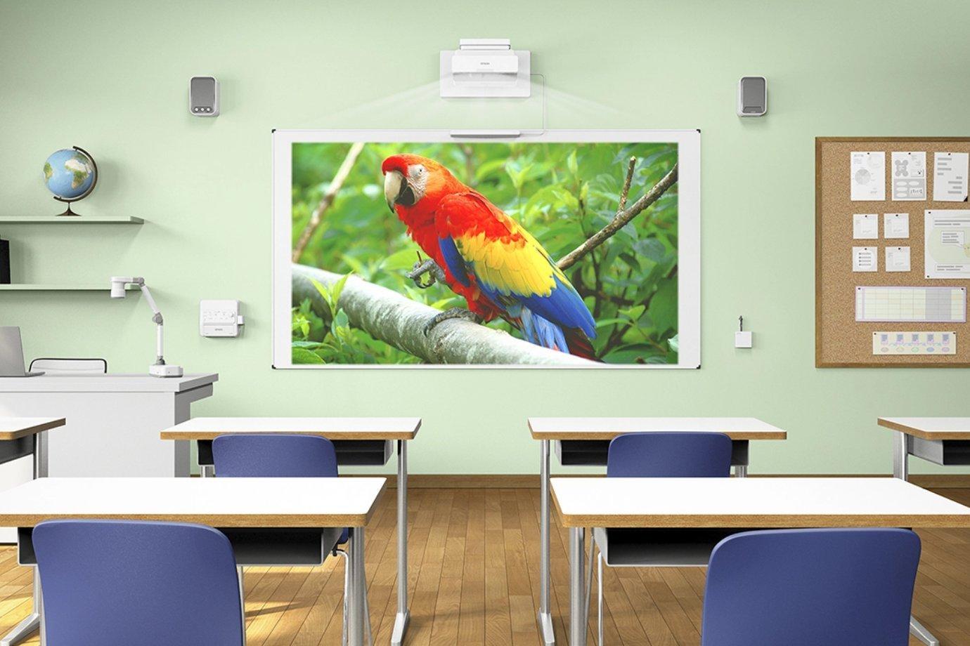 Classroom with empty desks and chairs, featuring a large screen displaying a vibrant parrot on a branch. 