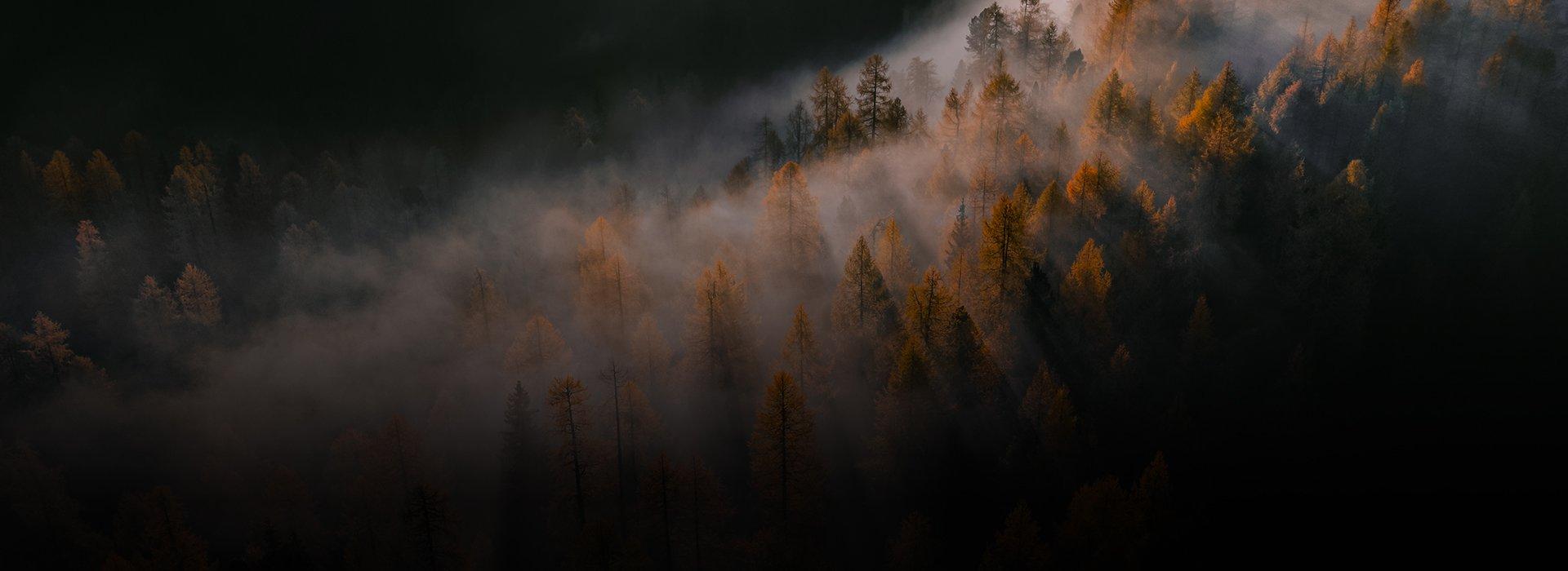 An image of a forest with orange- coloured leaves covered in fog at nightfall