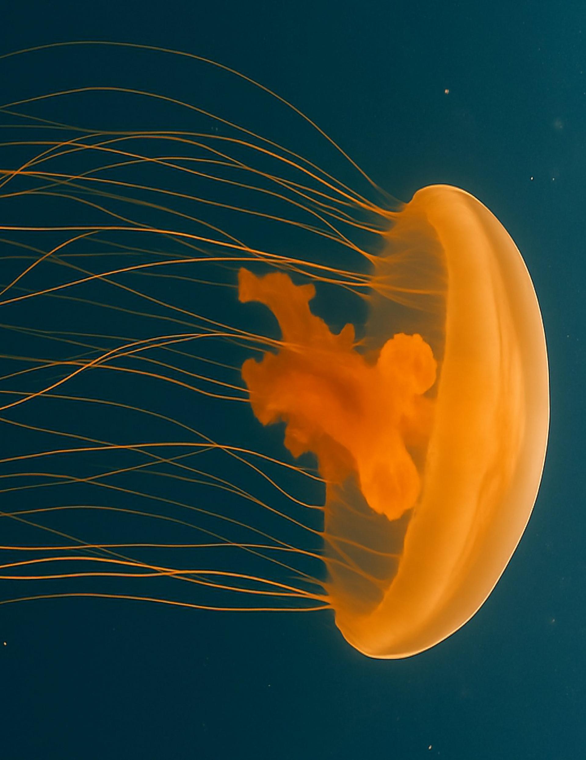 How Jellyfish Teach Us to Live Longer (and Walk Better)