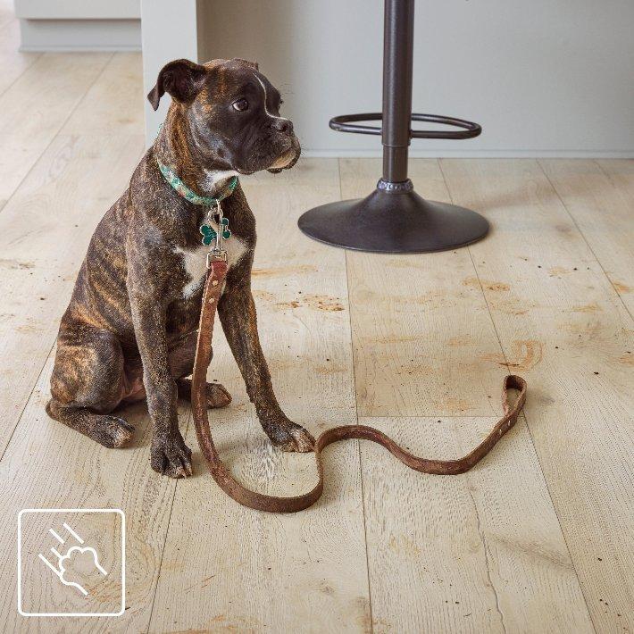 Large Dog with leash on laminate flooring