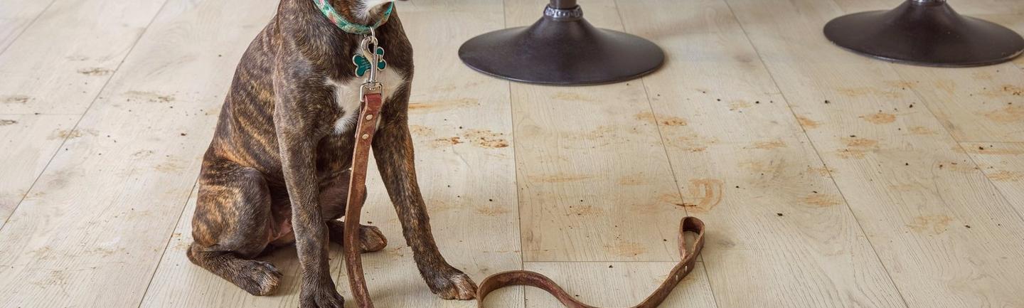 Pet Friendly Laminate Flooring