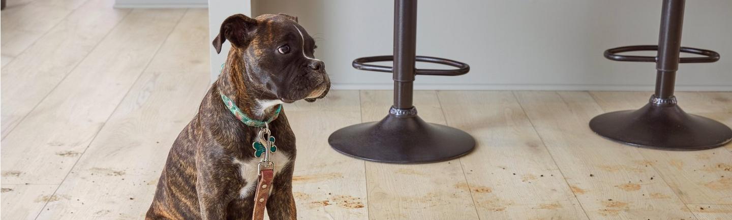 Laminate Flooring for Dogs | Pet Friendly Laminate | Floor & Decor