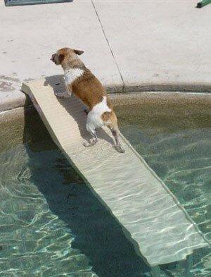 Dog ramp best sale for swimming pool