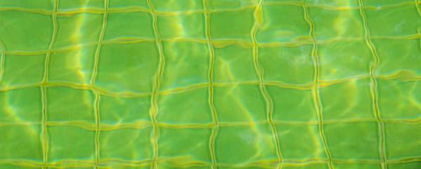 An image of Pool Algae Guide
