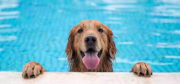 An image of Dogs in the Swimming Pool
