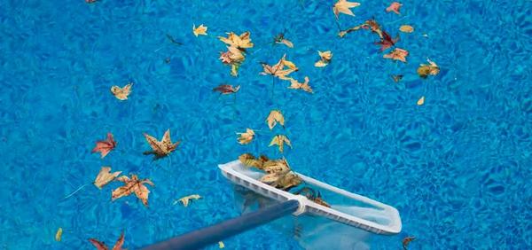 An image of Dealing With Excessive Leaves In Your Pool