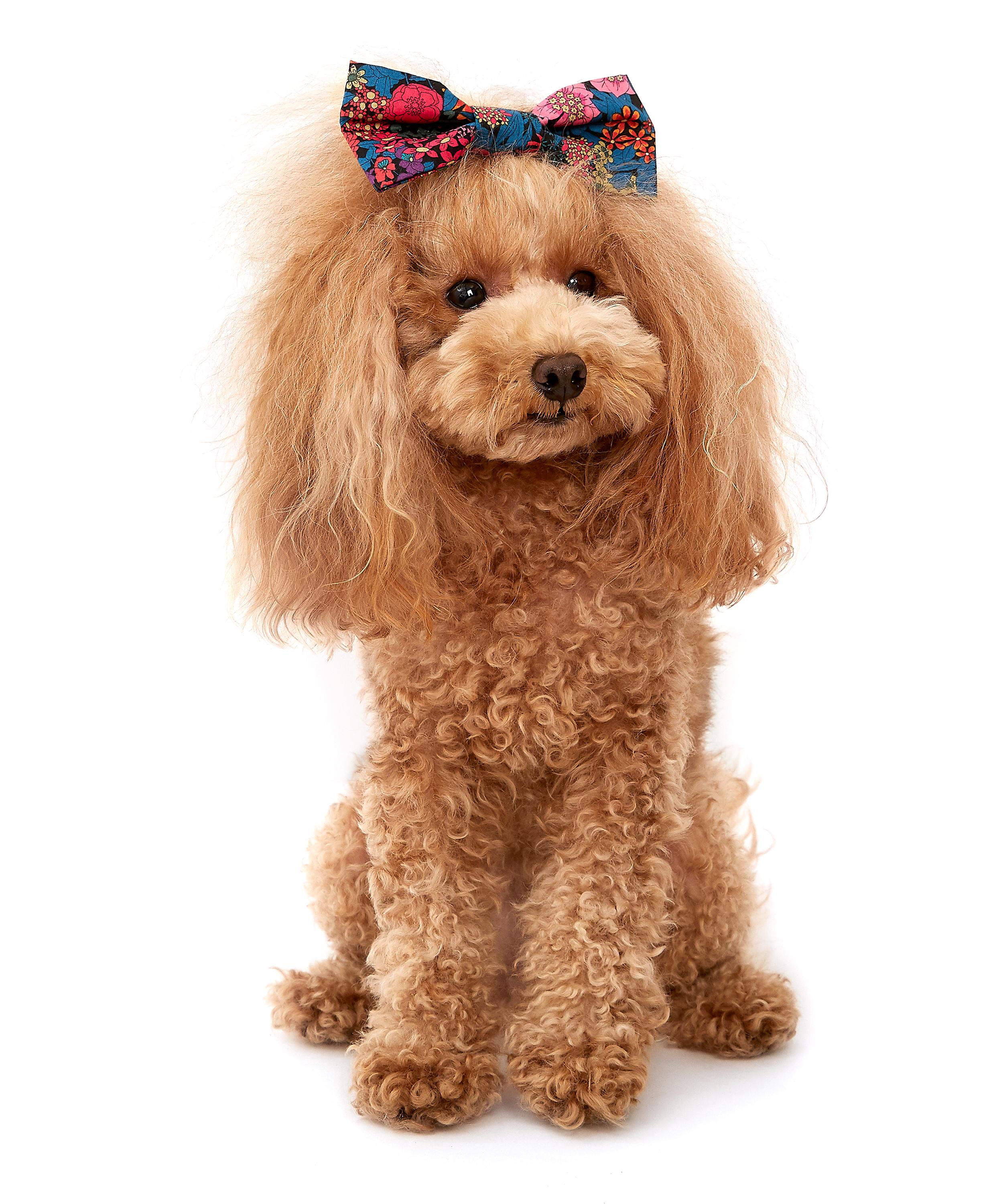 Ciara Liberty Print Dog Bow Tie Liberty