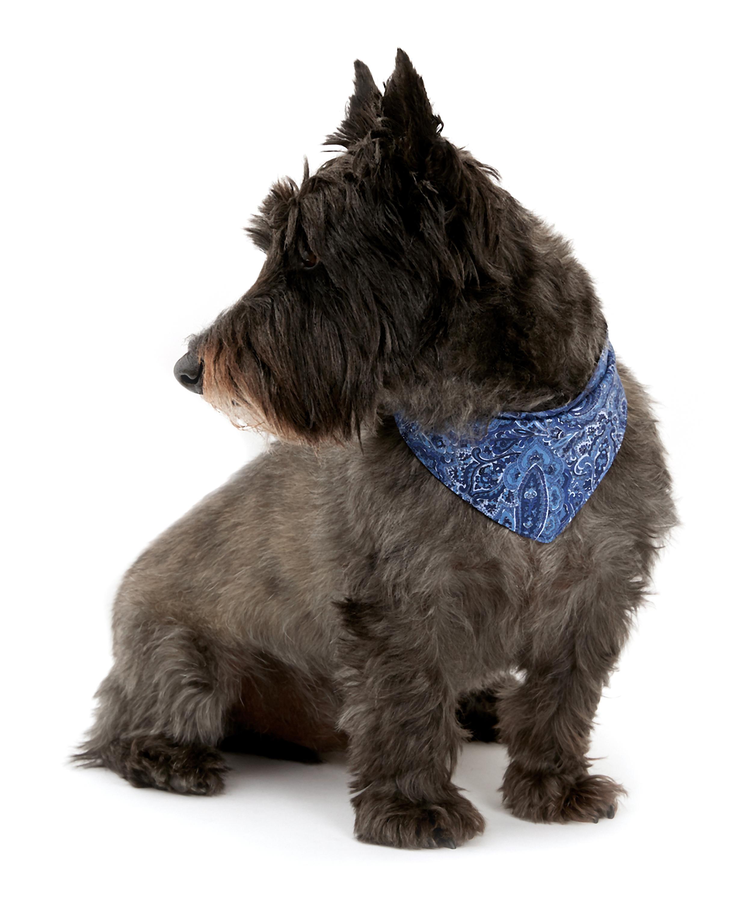 Small Tessa Liberty Print Dog Neckerchief Liberty