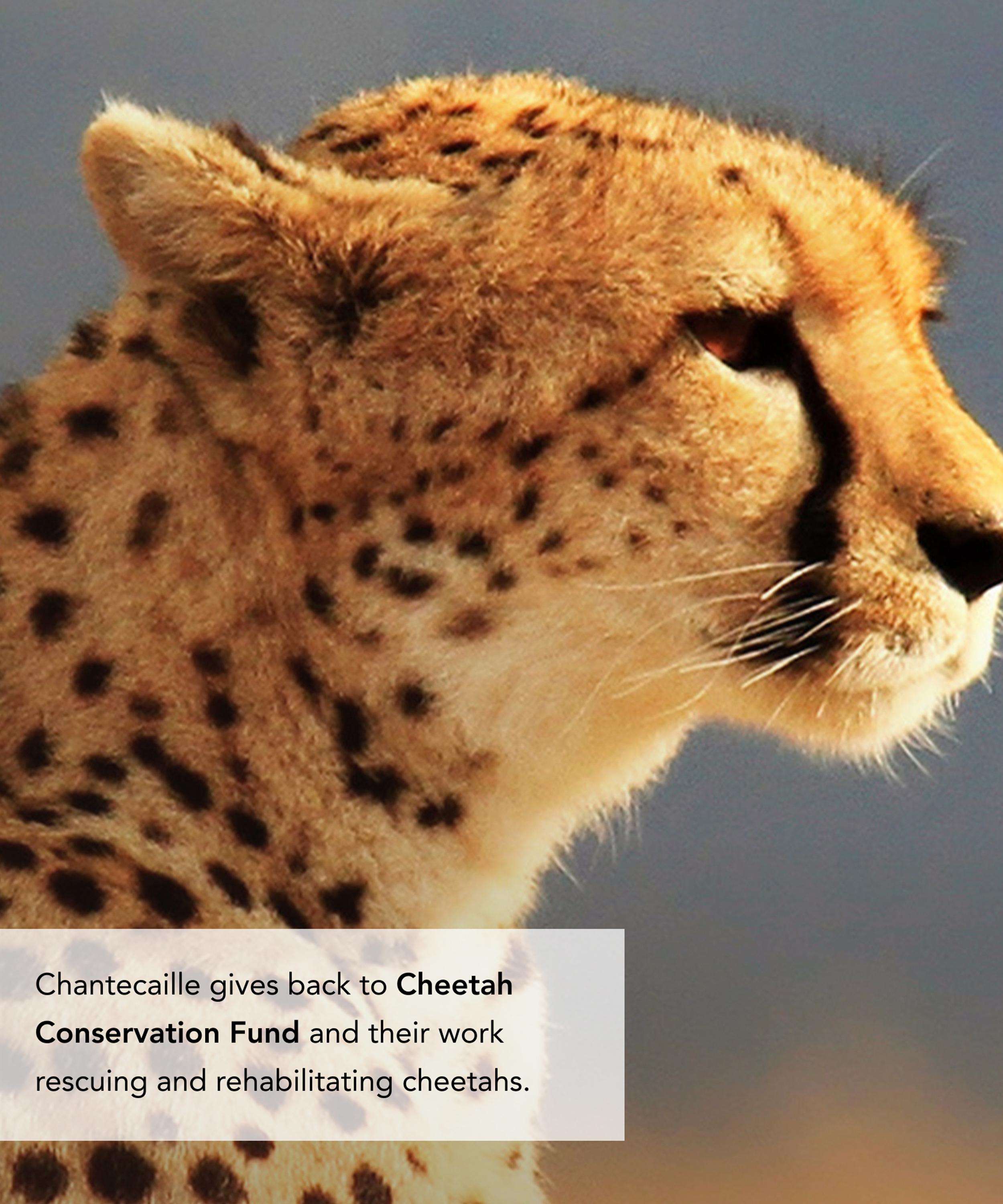 Chantecaille - Cheetah Luminescent Eye Shade image number 8