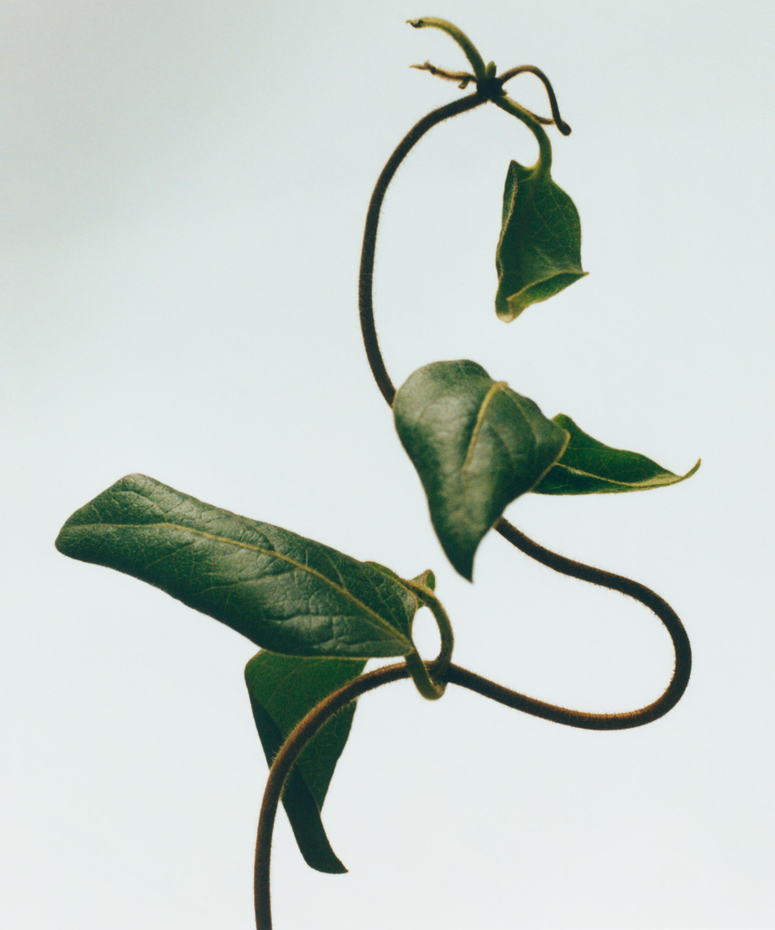 Loewe - Honeysuckle Home Fragrance 150ml image number 2