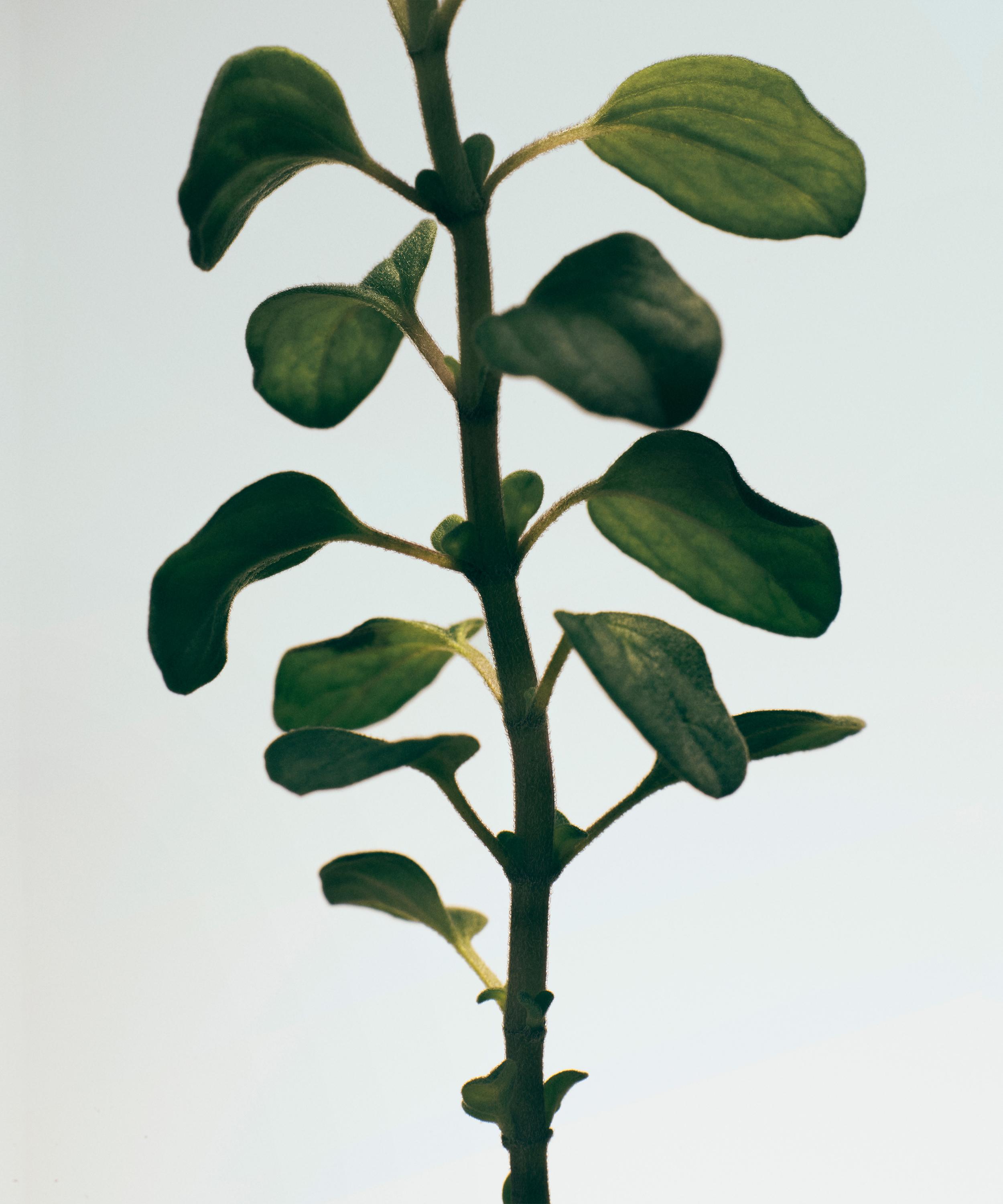 Loewe - Oregano Home Fragrance 150ml image number 2