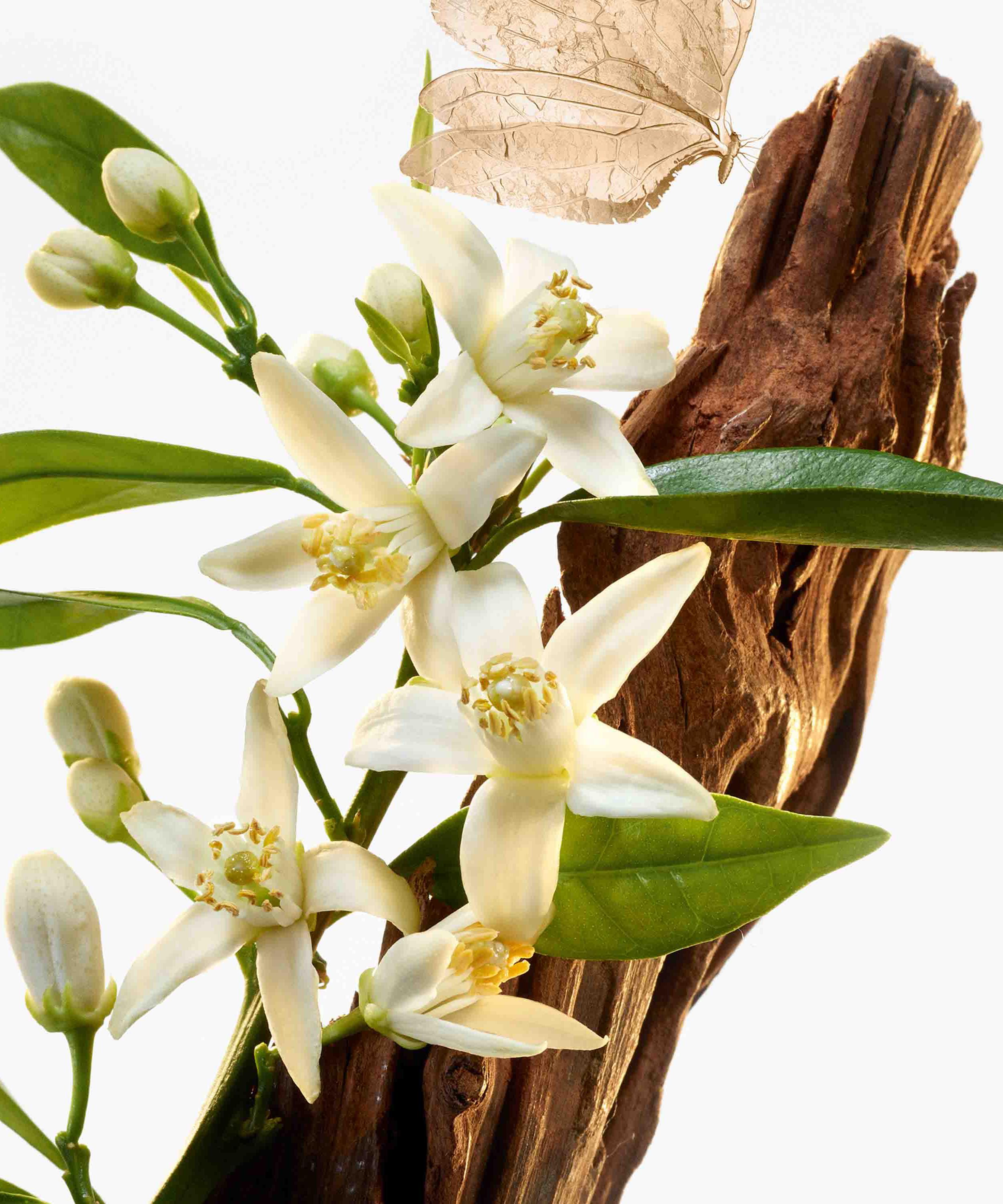 Goutal - Le Temps des Rêves Eau de Toilette 100ml image number 2