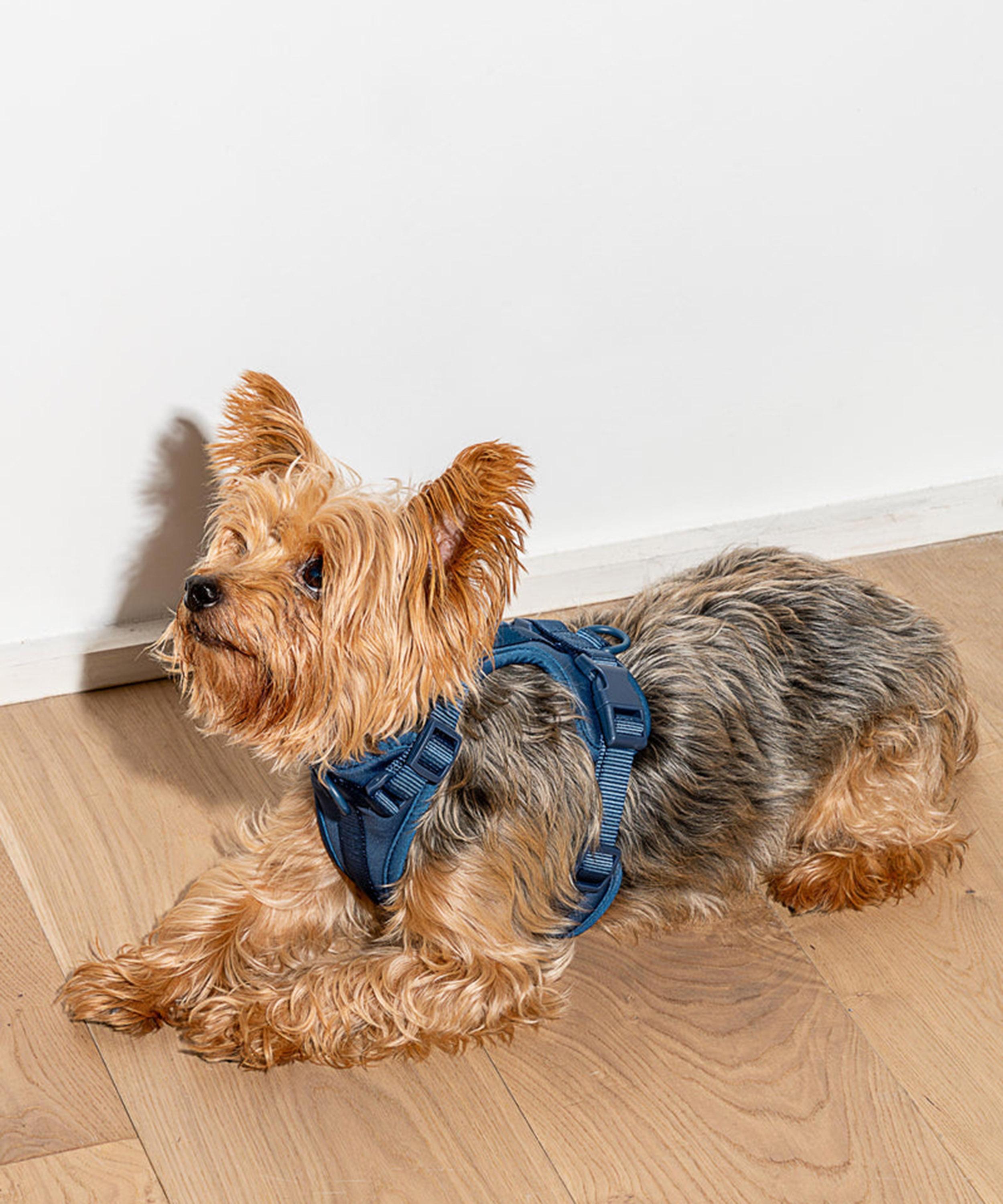 Wild One - Medium Dog Harness image number 1