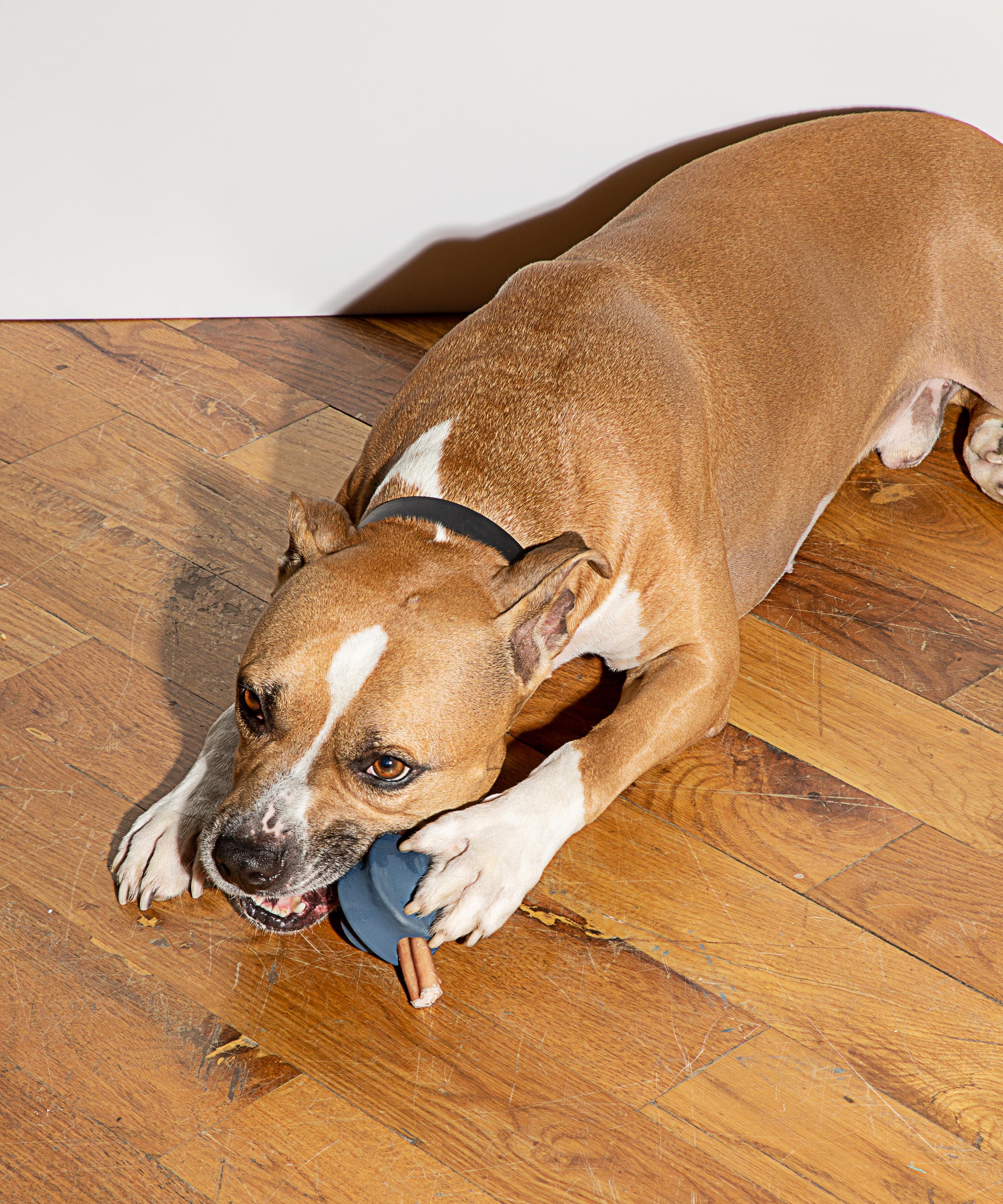 Wild One - Twist Toss Dog Toy image number 1