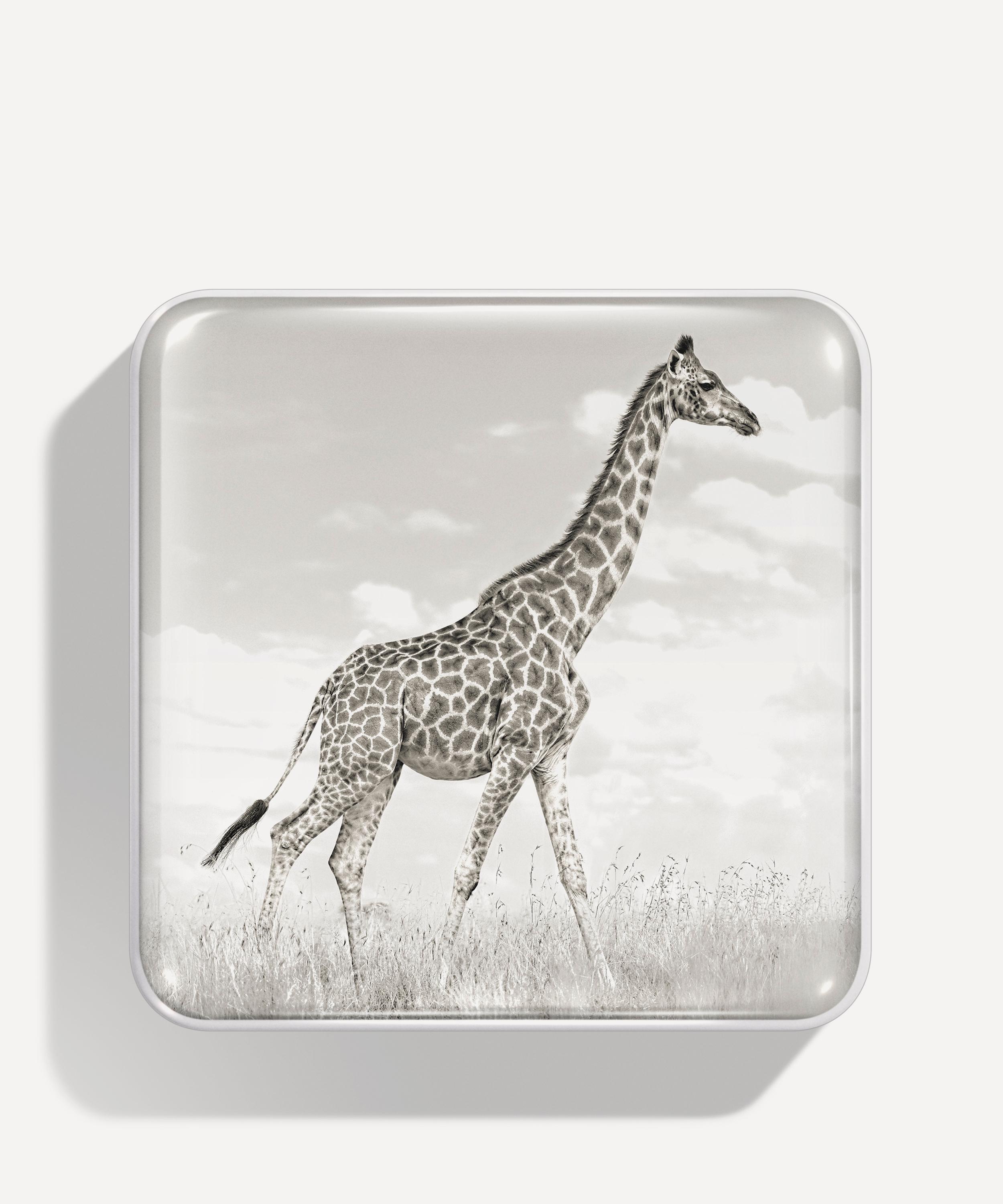Chantecaille - Giraffe Eye Quartet 2g image number 0