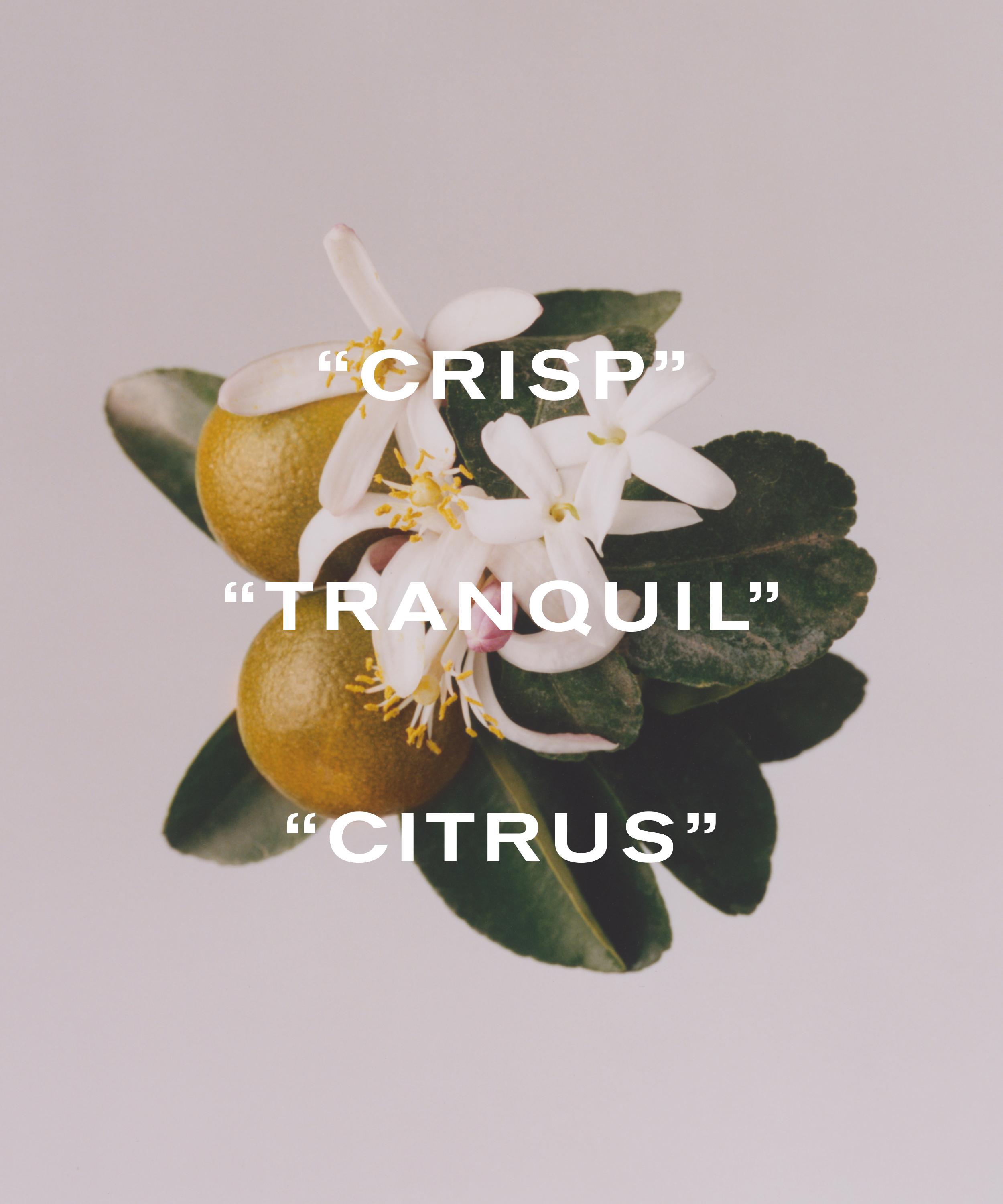 Liberty LBTY. Fragrance Liberty Maze