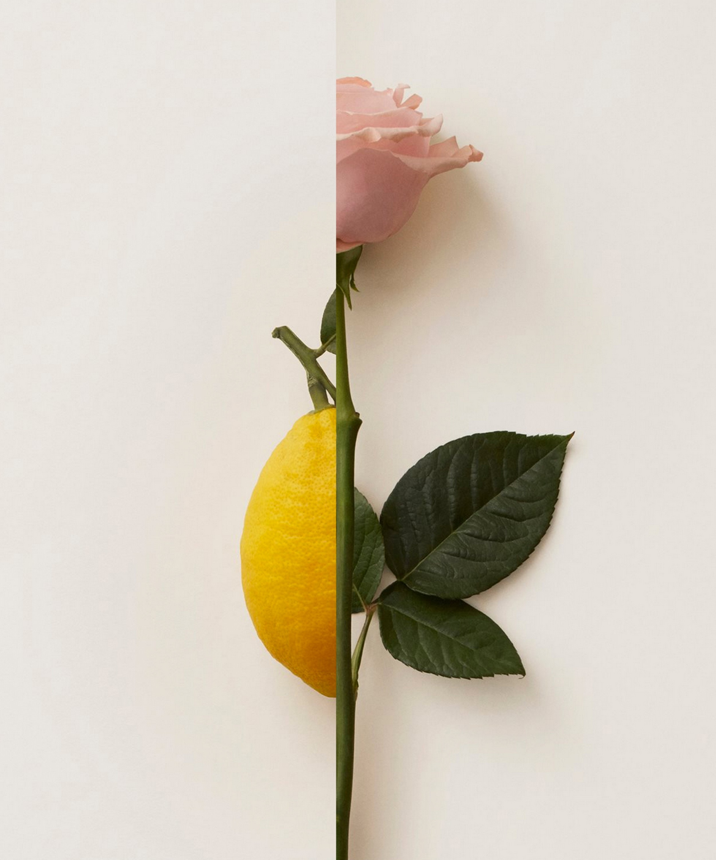New Notes - Rosa Limone Extrait de Parfum 50ml image number 1
