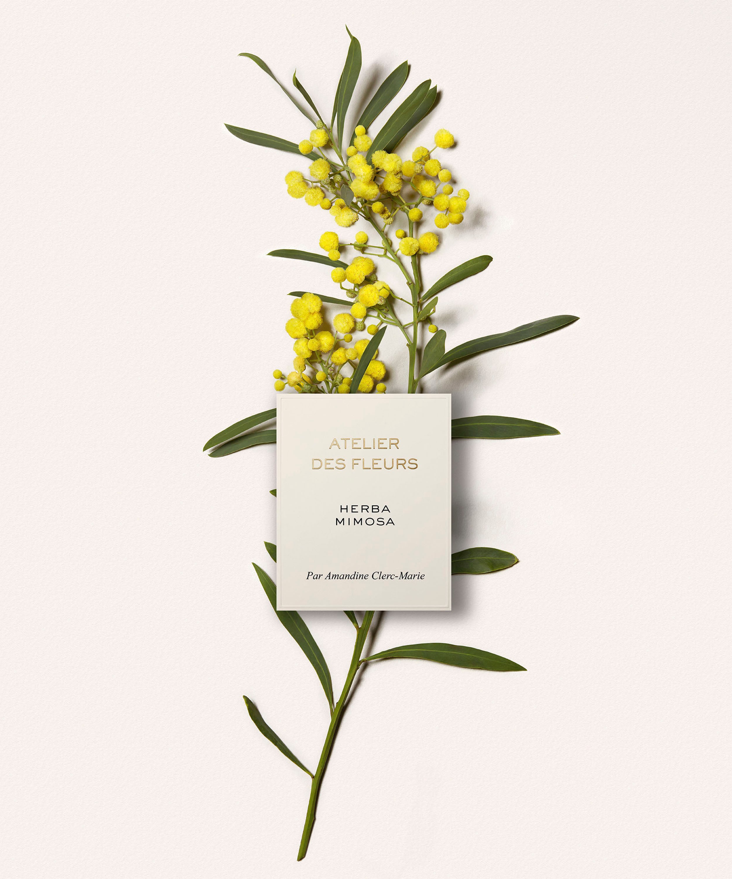 Chloé - Atelier des Fleurs Herba Mimosa Eau de Parfum 150ml image number 3