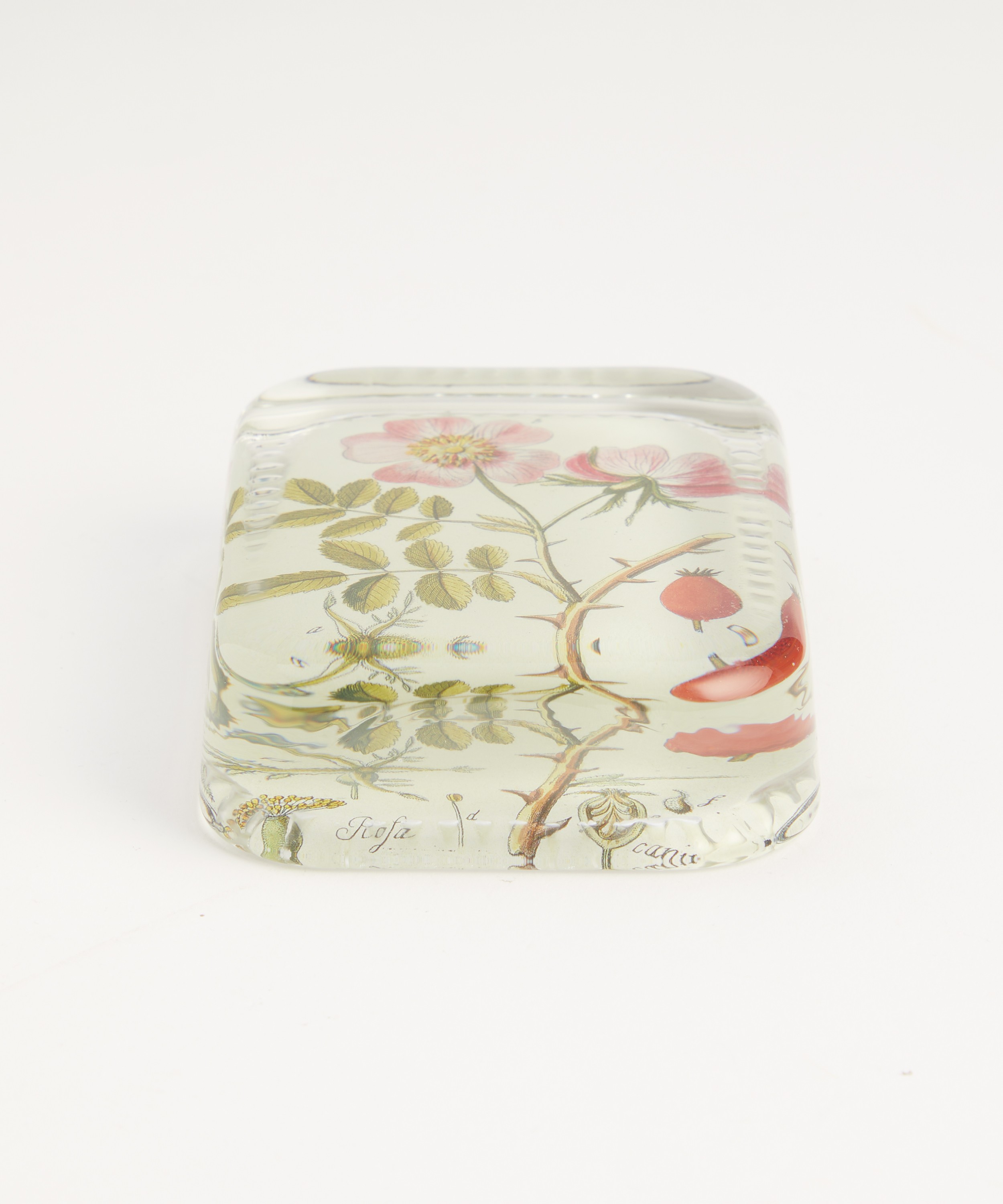 John Derian - Rose Cannia Dotted Edge Paperweight image number 2