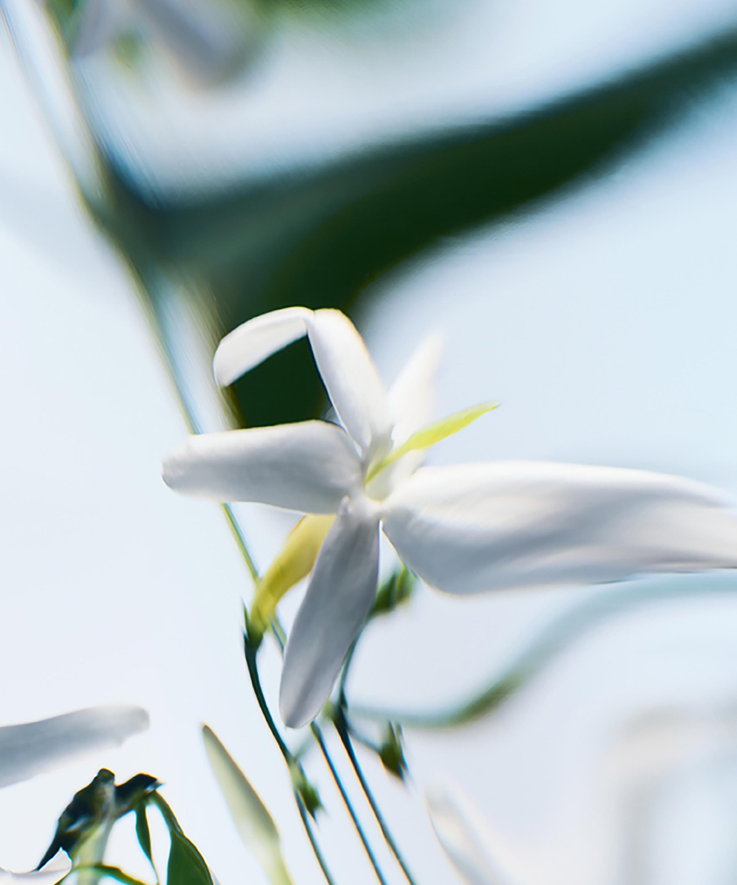 Byredo - Blanche Absolu de Parfum 50ml image number 4
