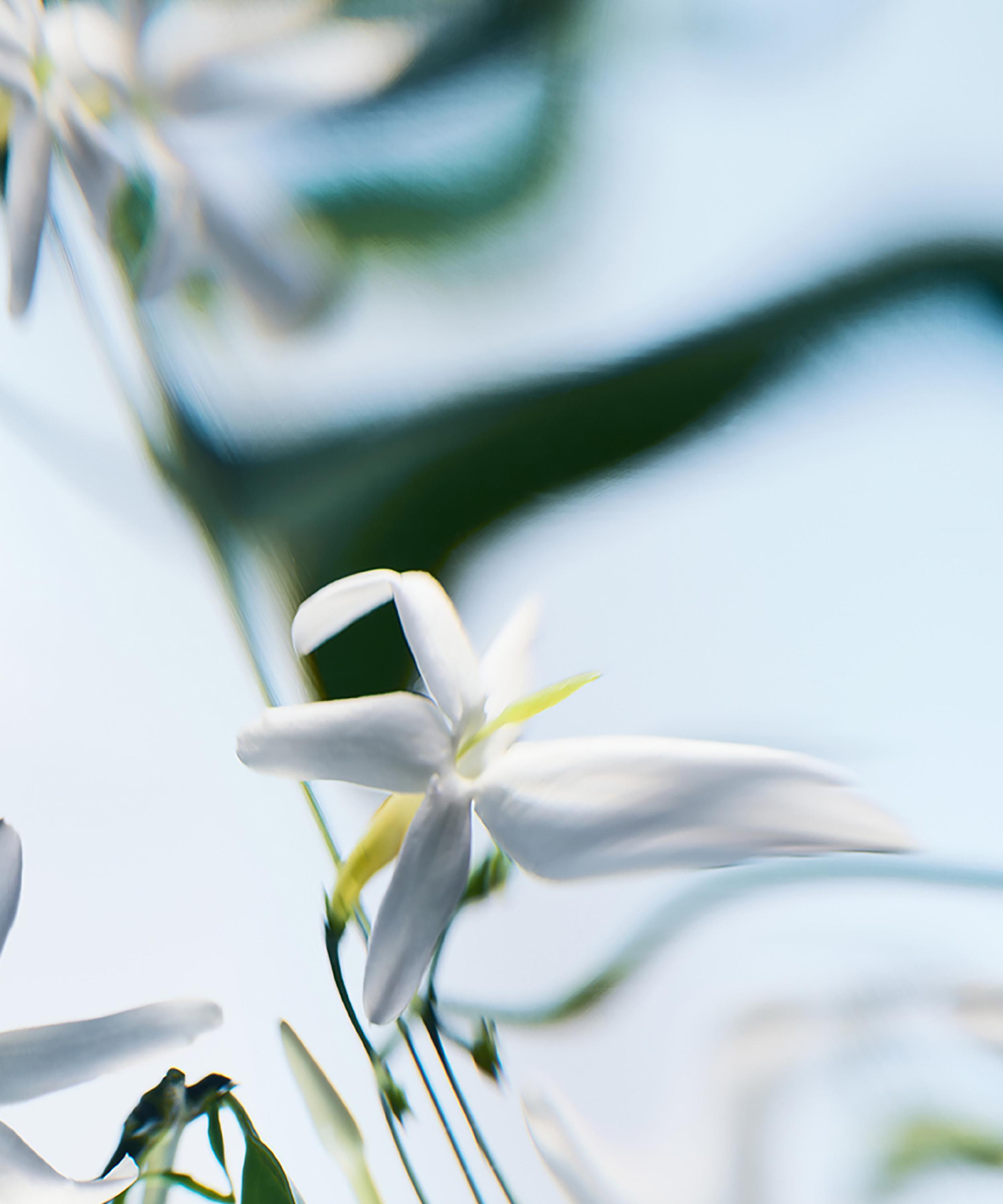 Byredo - Blanche Absolu de Parfum 100ml image number 5