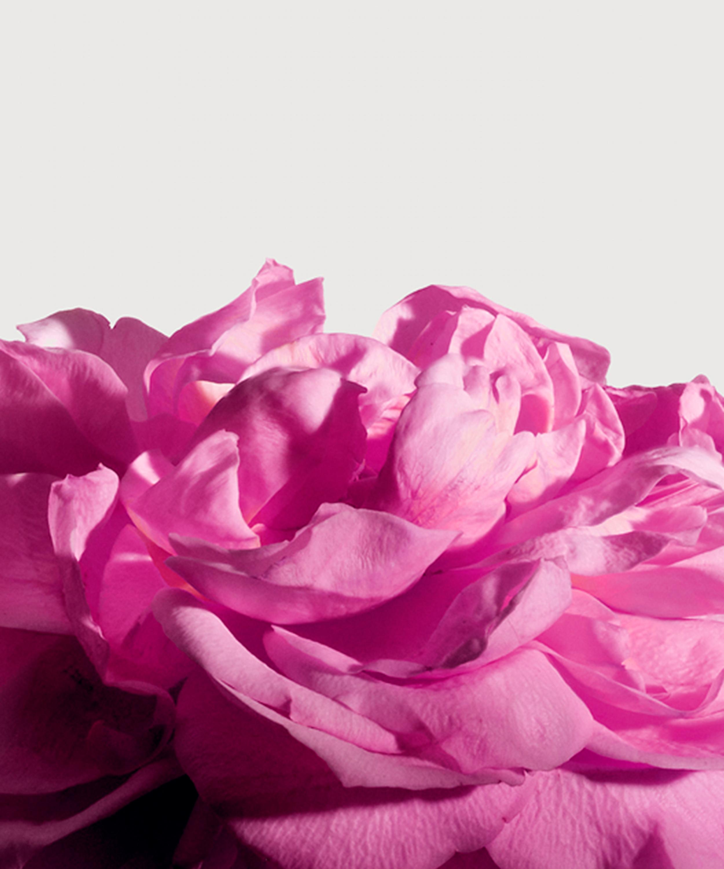 MATIERE PREMIERE - Radical Rose Extrait de Parfum 50ml image number 2