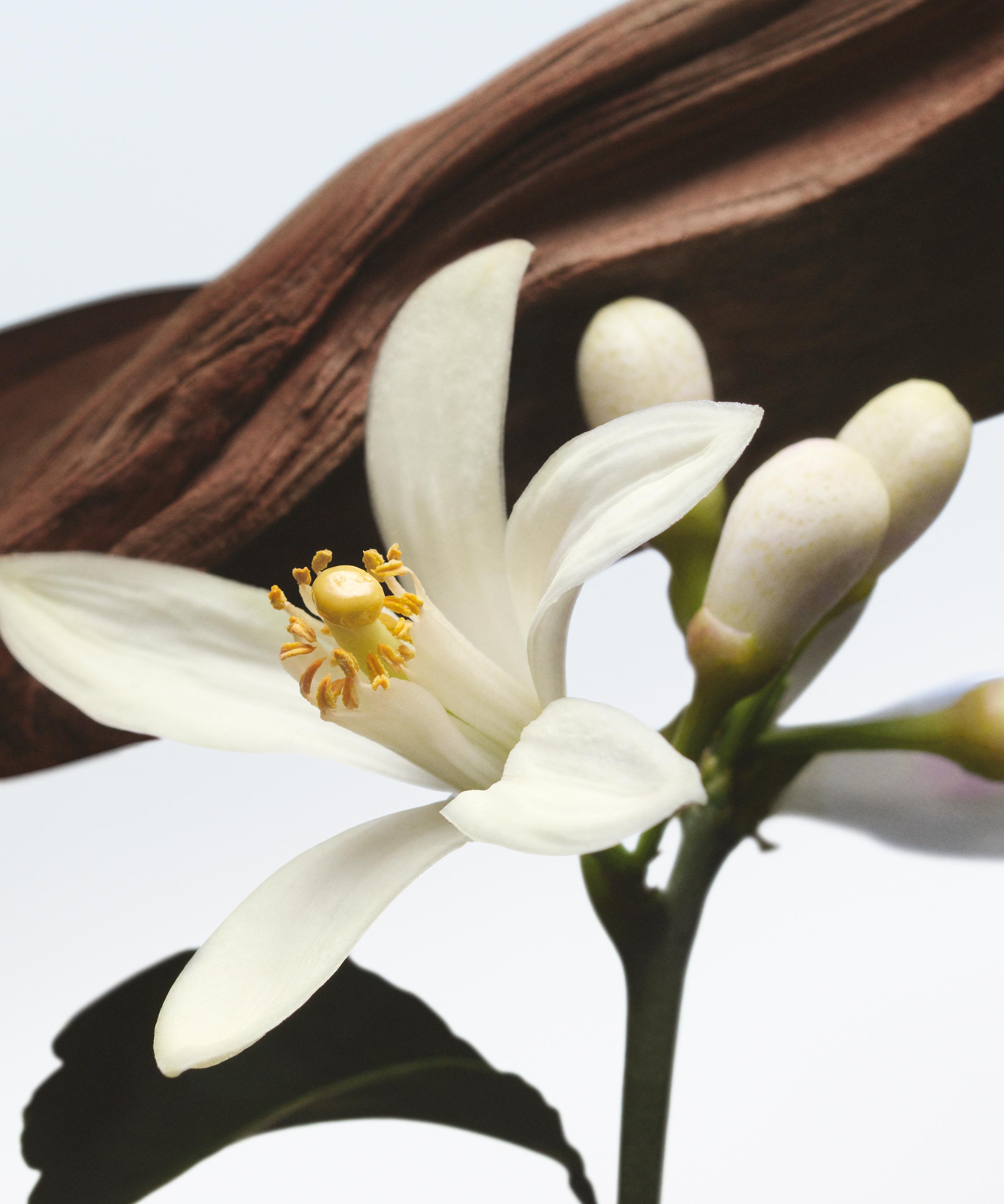 Dries Van Noten - Jardin de L'Orangerie Eau de Parfum 100ml image number 1