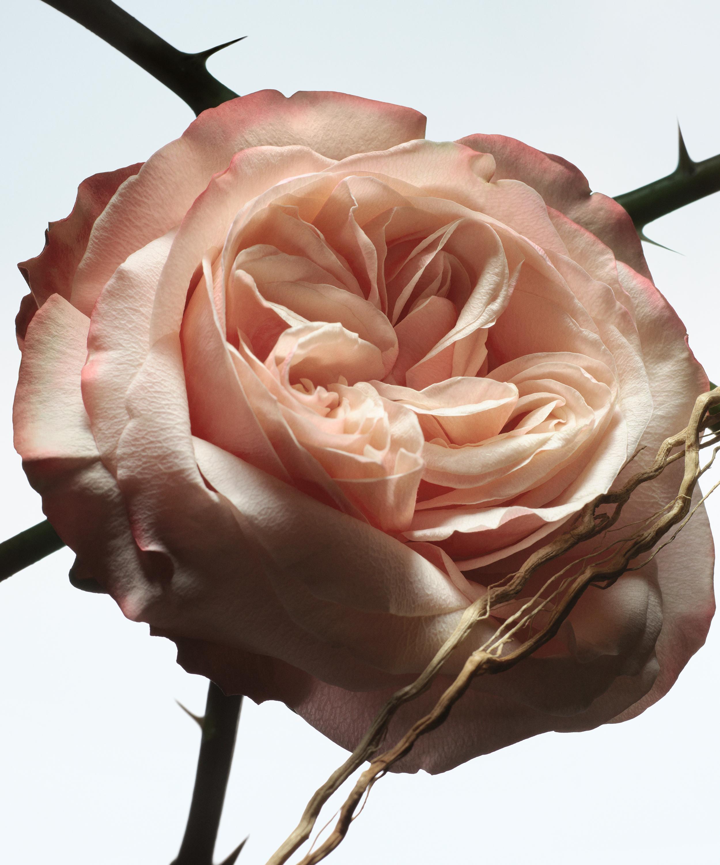 Dries Van Noten - Rosa Carnivora Eau de Parfum 100ml image number 1