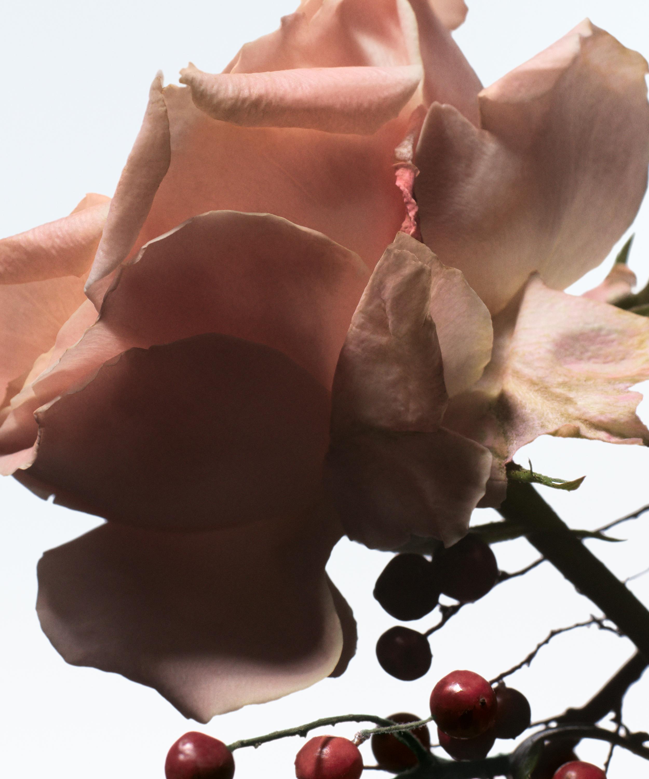 Dries Van Noten - Raving Rose Eau de Parfum 100ml image number 1