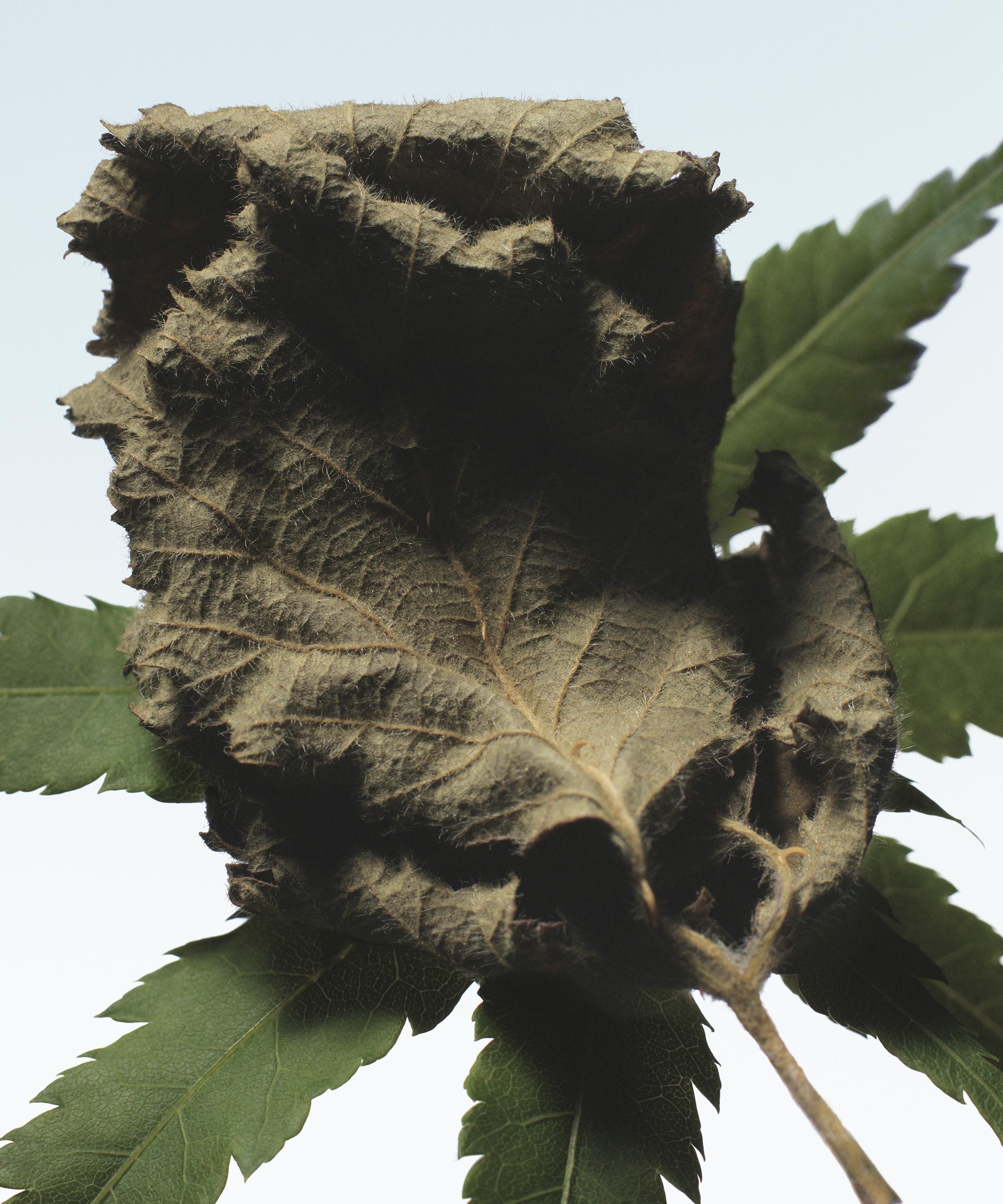 Dries Van Noten - Cannabis Patchouli Eau de Parfum 100ml image number 1