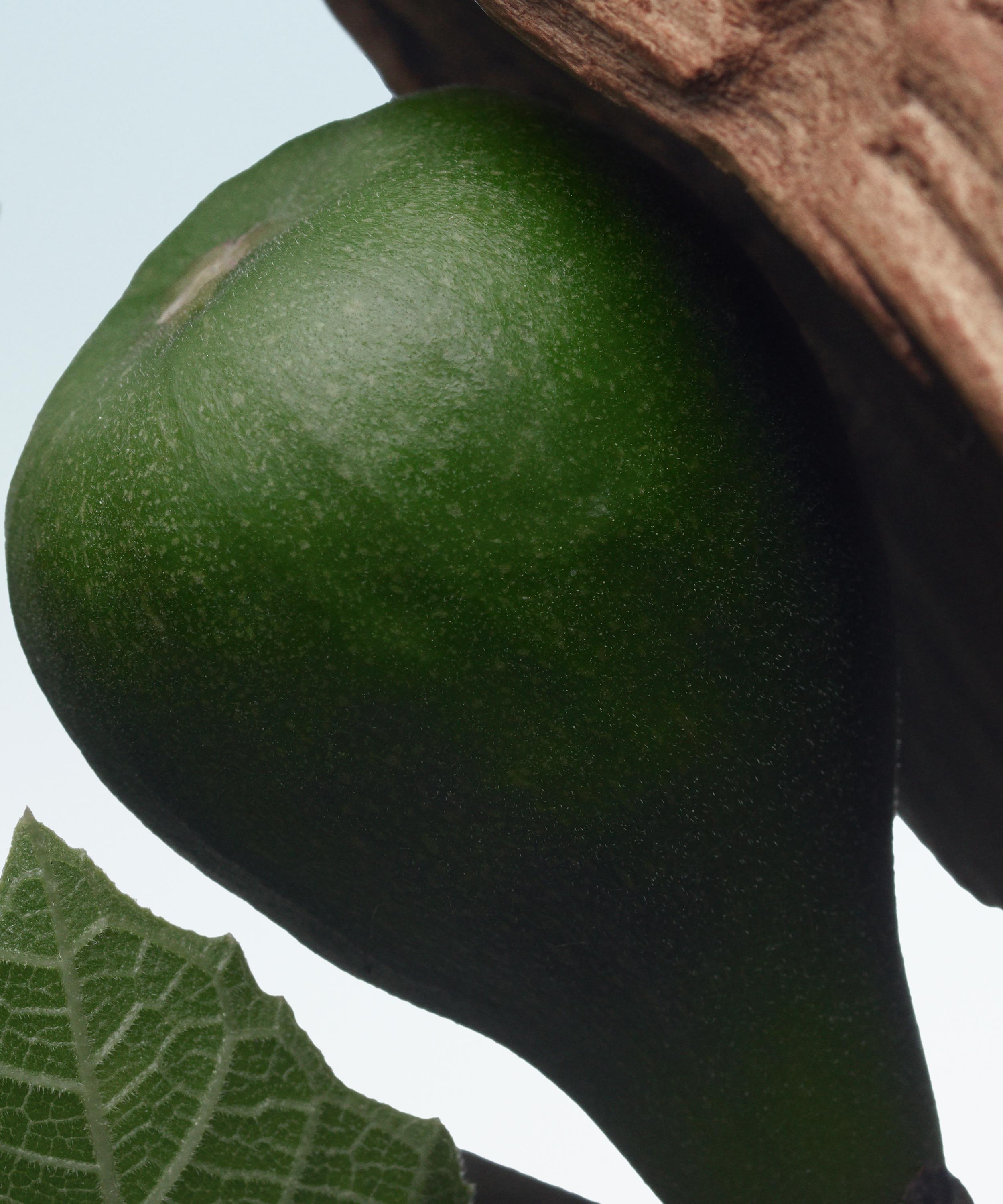 Dries Van Noten - Santal Greenery Eau de Parfum 100ml image number 1