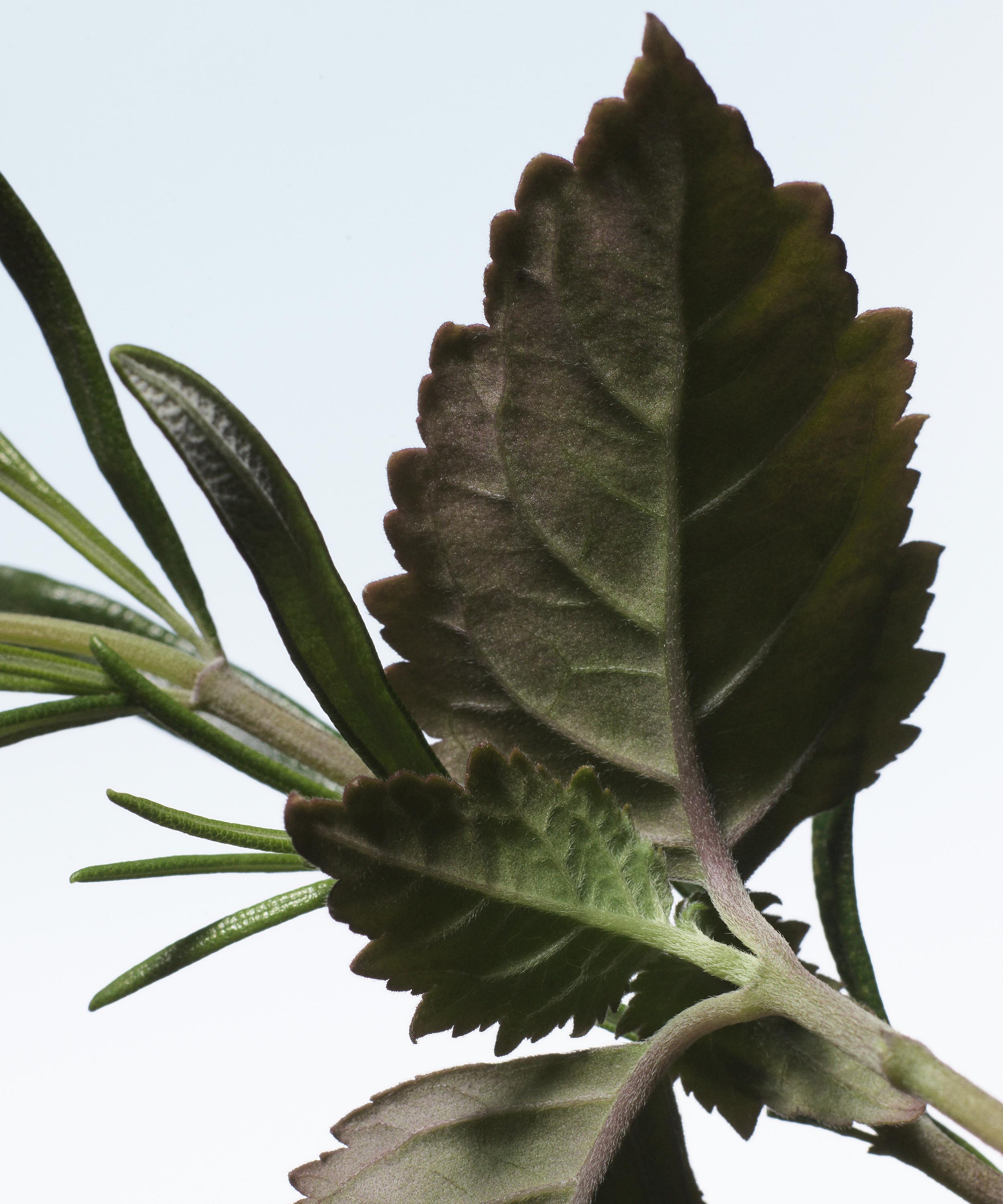 Dries Van Noten - Voodoo Chile Eau de Parfum 100ml image number 1