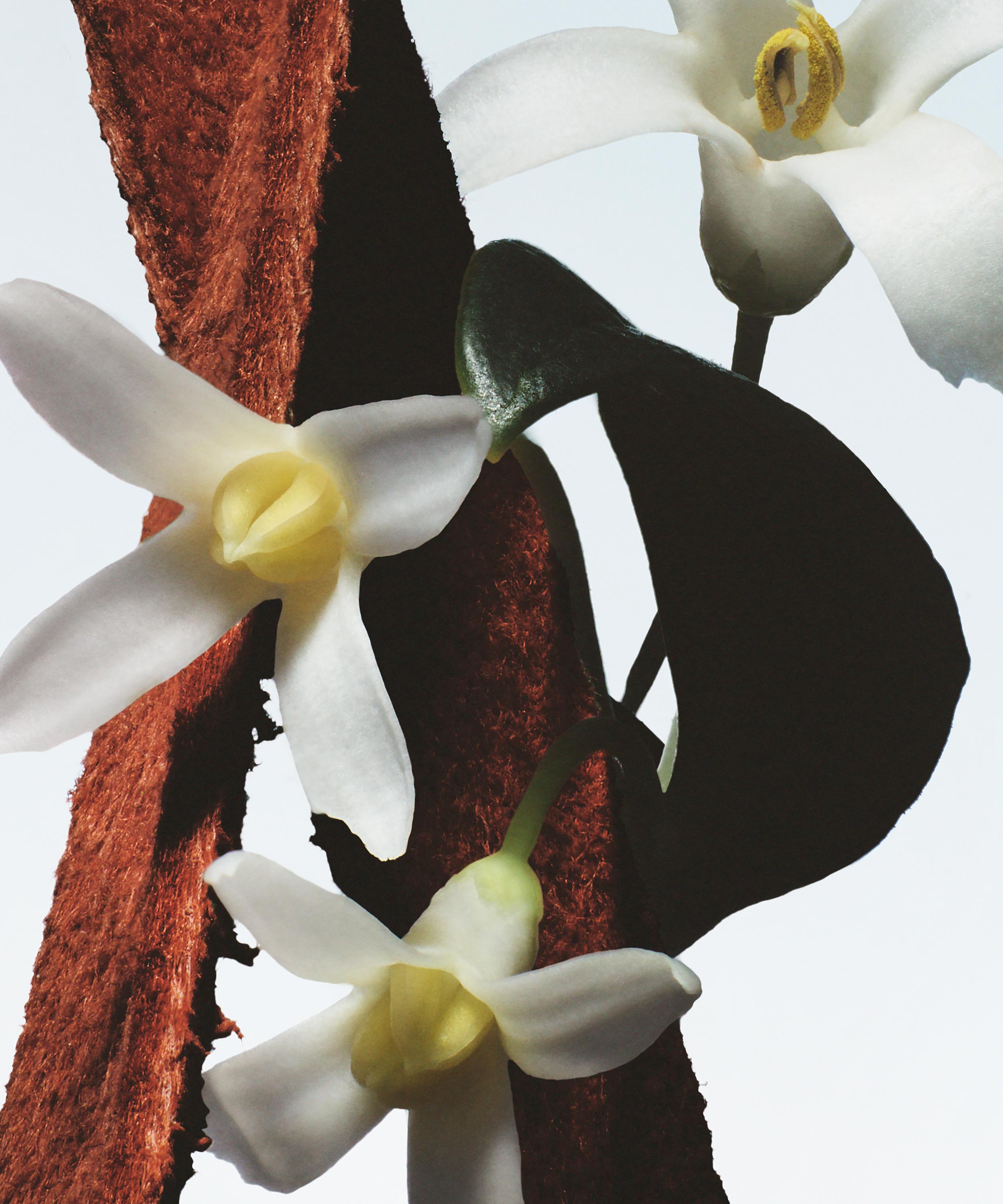 Dries Van Noten - Fleur du Mal Eau de Parfum 100ml image number 1