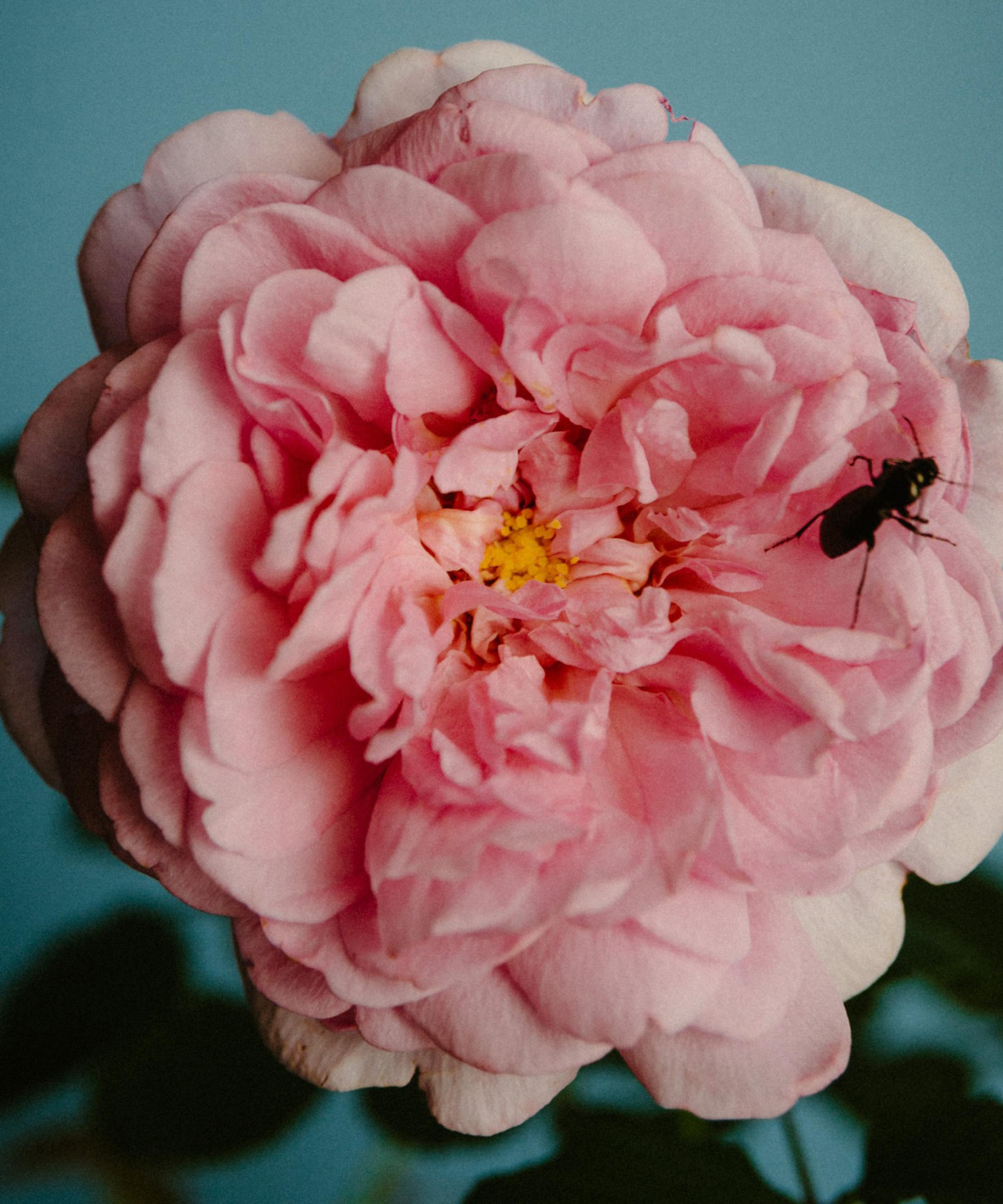 Perfumer H - Rose With Insect Eau de Parfum 50ml image number 2