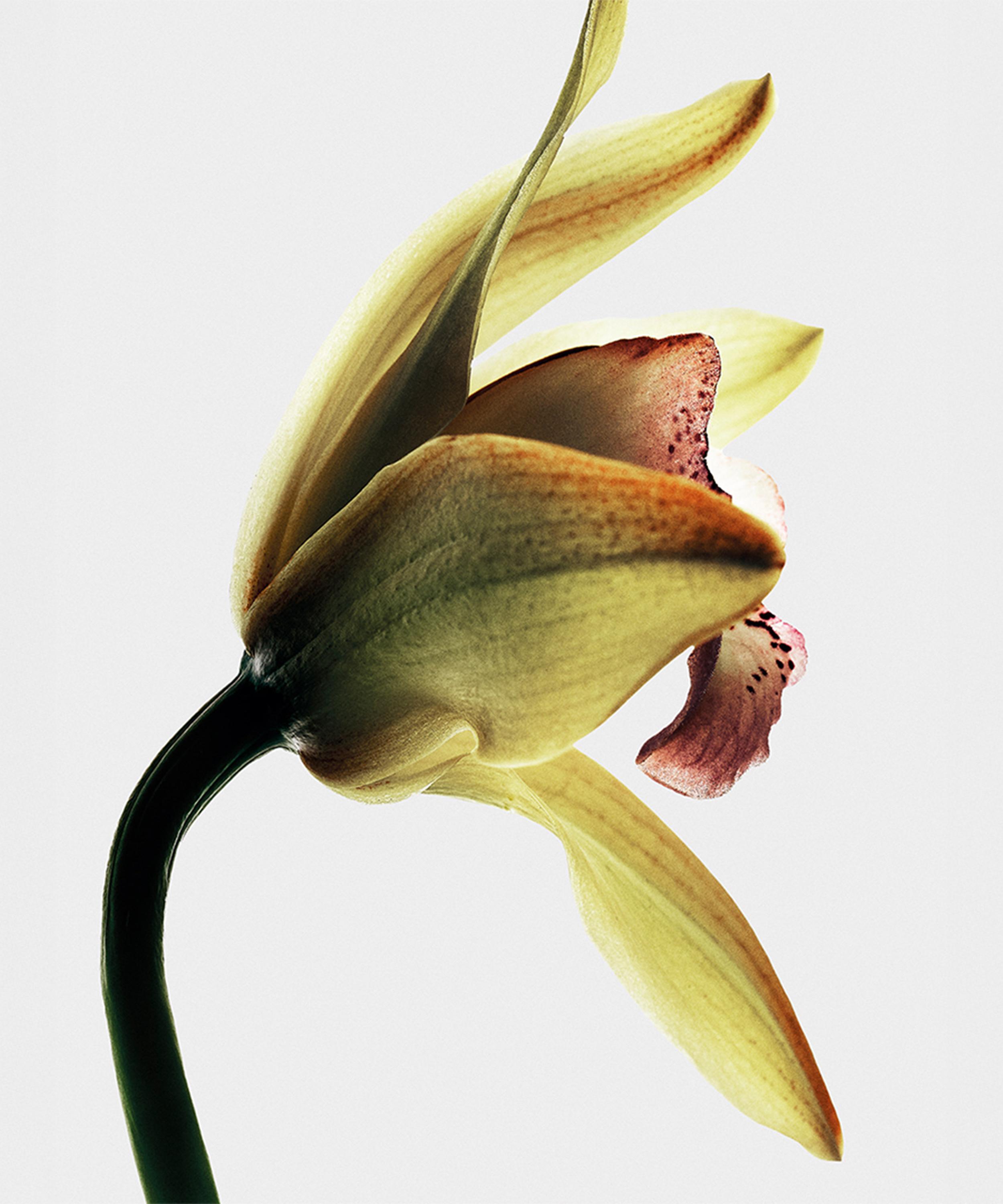 Loewe - Roasted Vanilla Eau de Parfum 100ml image number 5