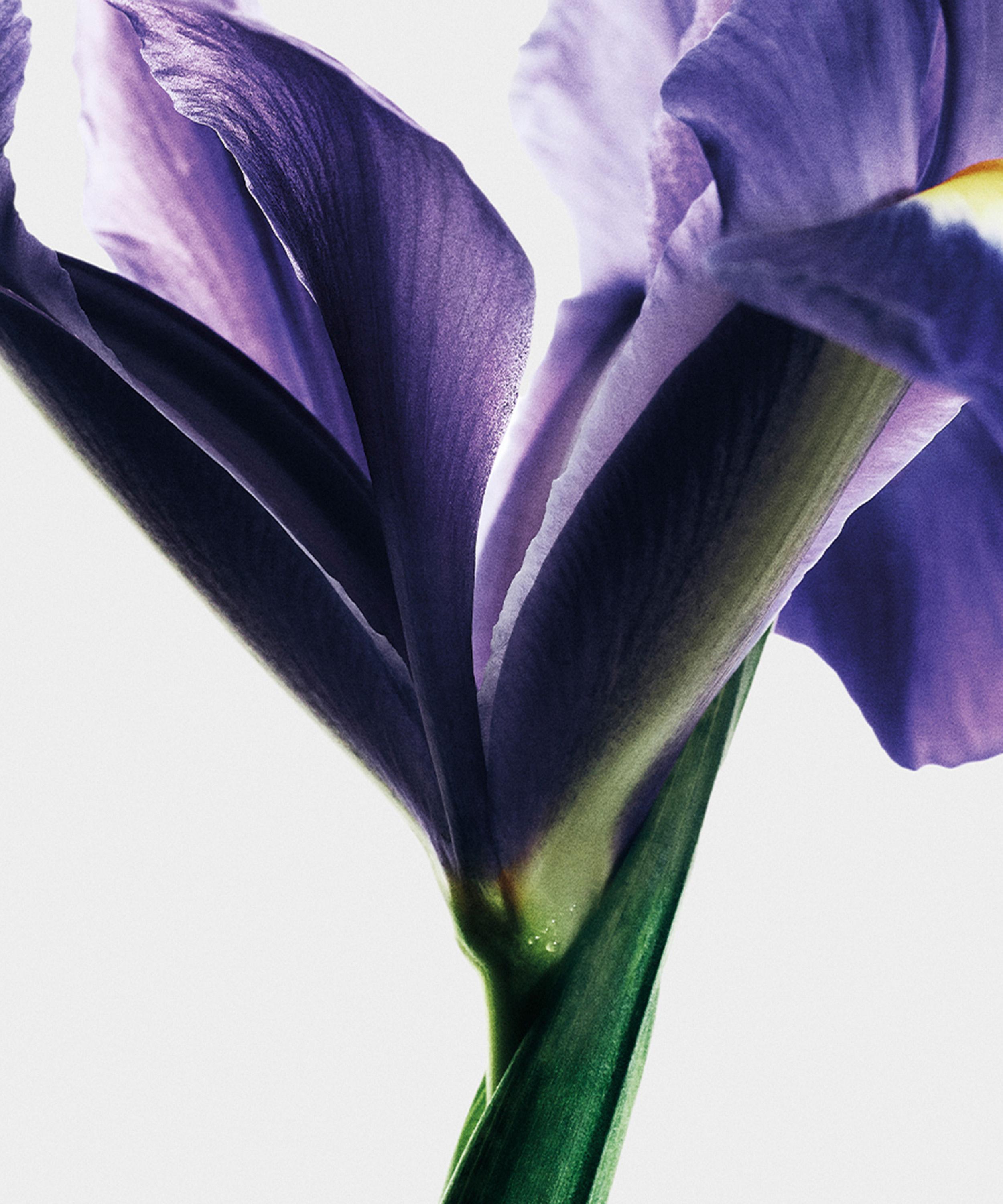 Loewe - Iris Root Eau de Parfum 100ml image number 6