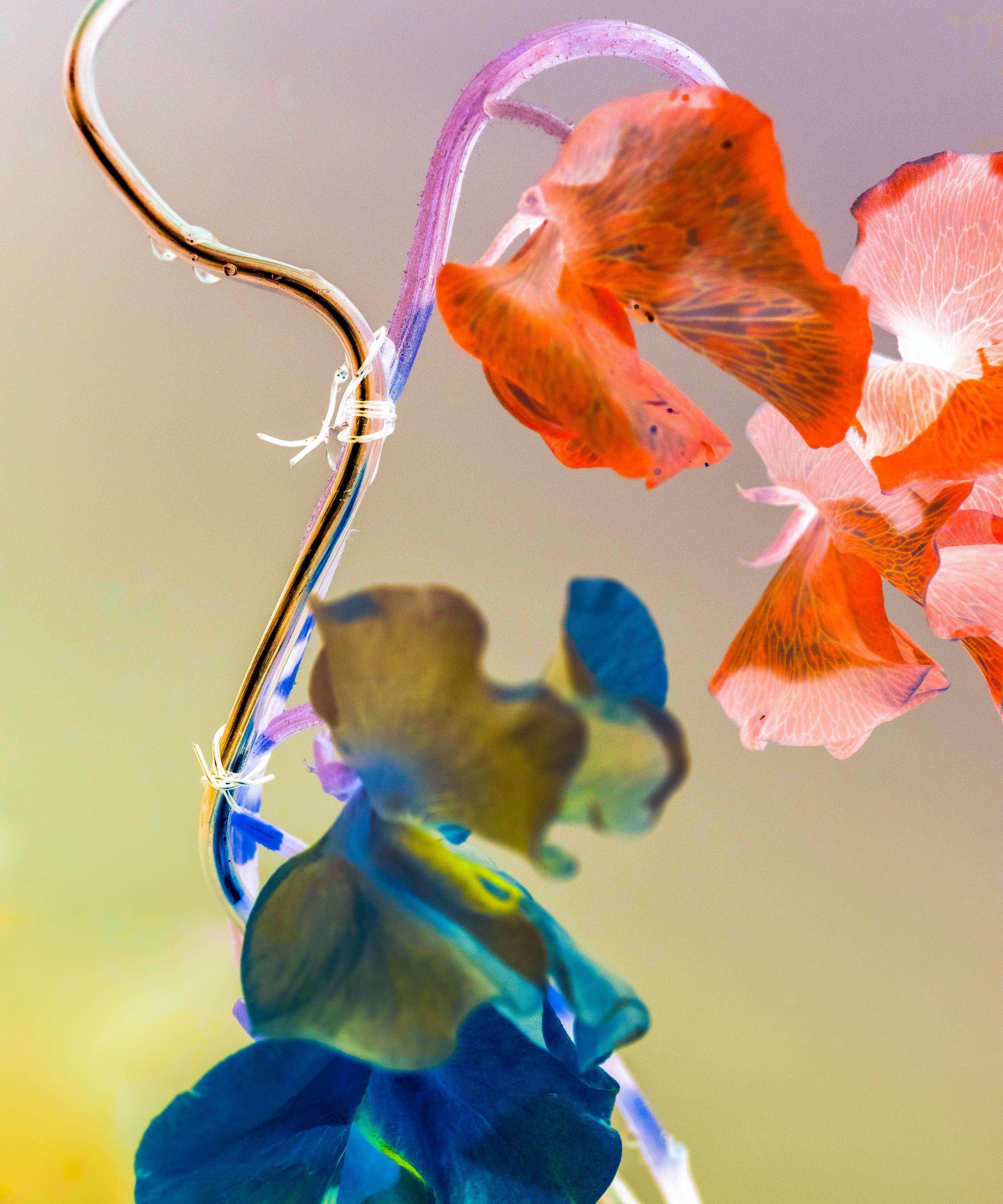 Maya Njie - Syren Eau de Parfum 50ml image number 2