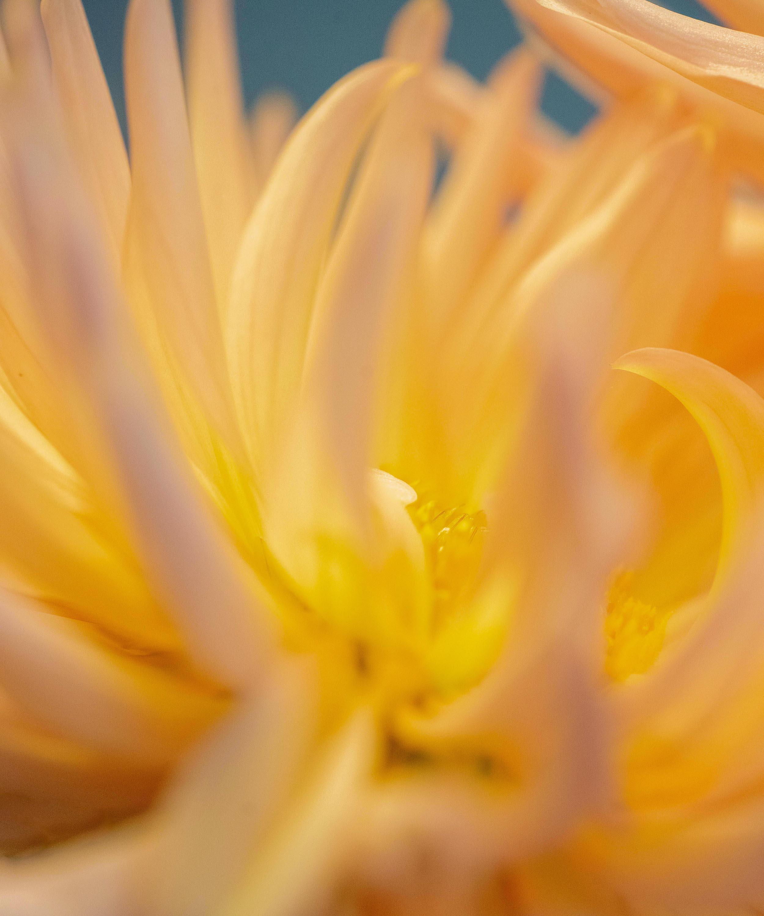 Maya Njie - Syren Eau de Parfum 50ml image number 3