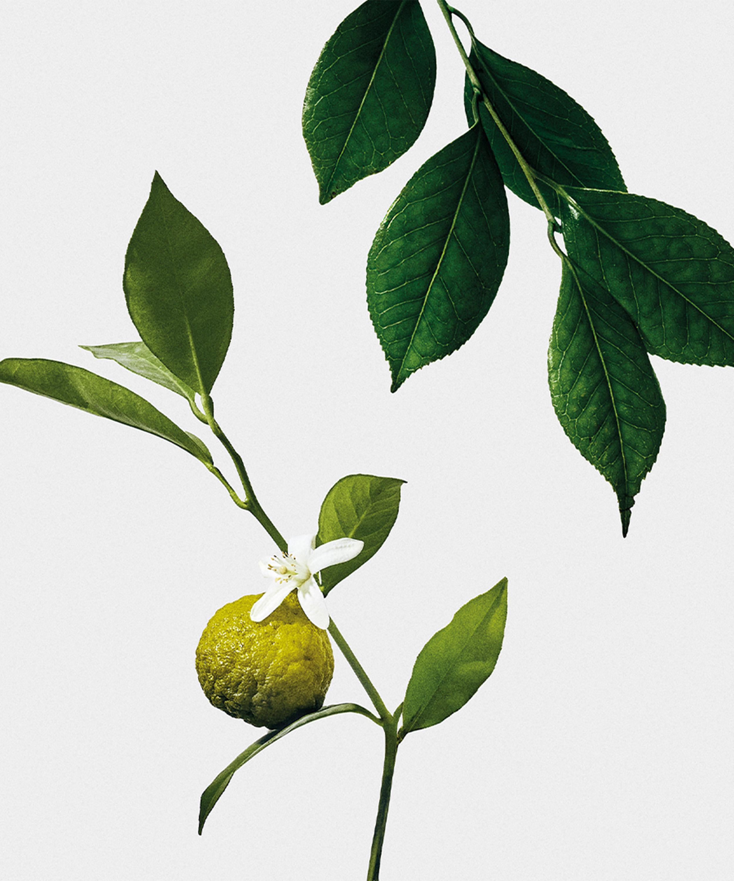 Loewe - Earl Grey Midi Candle 280g image number 2