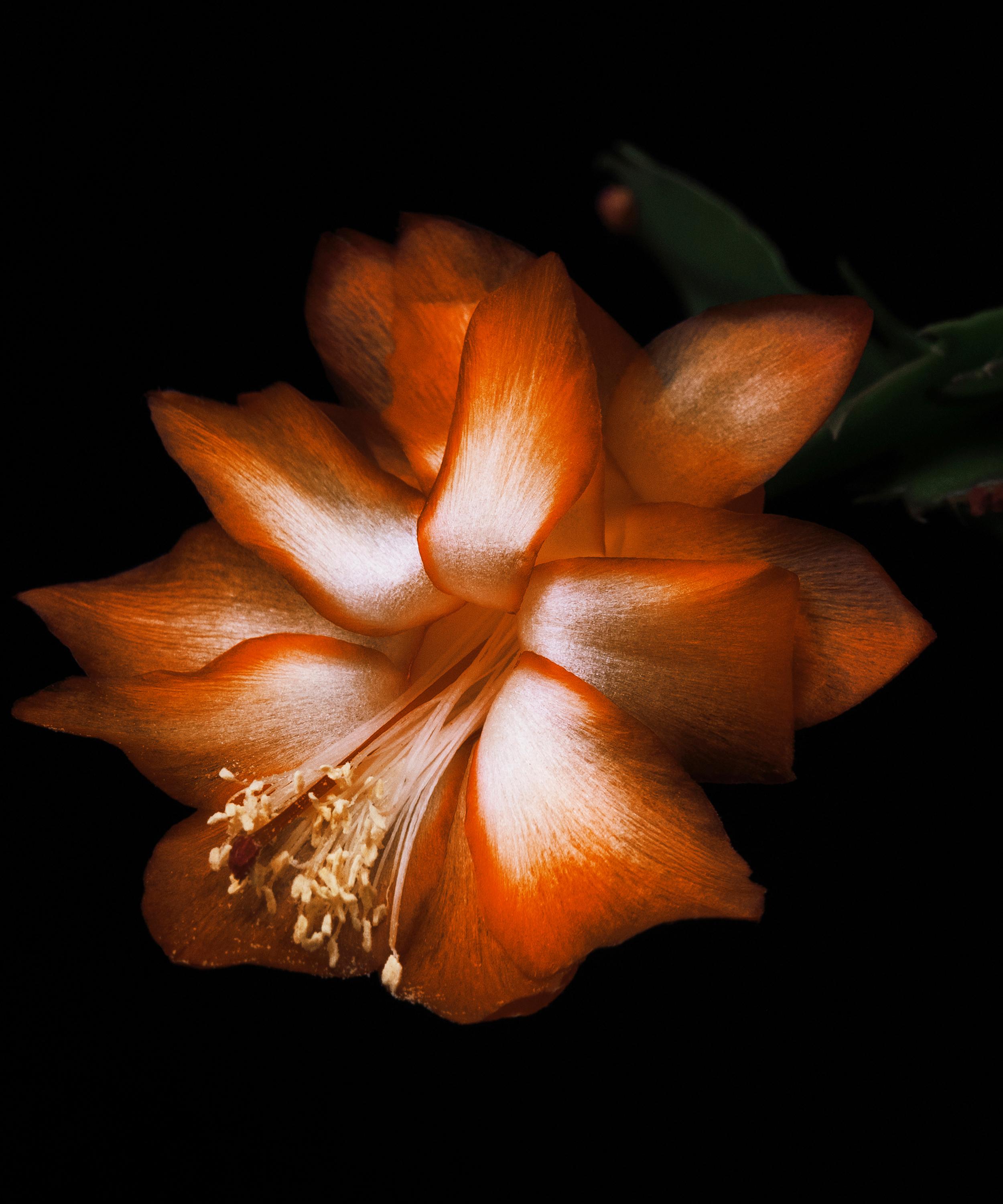 Byredo - Black Saffron Absolu de Parfum 100ml image number 4