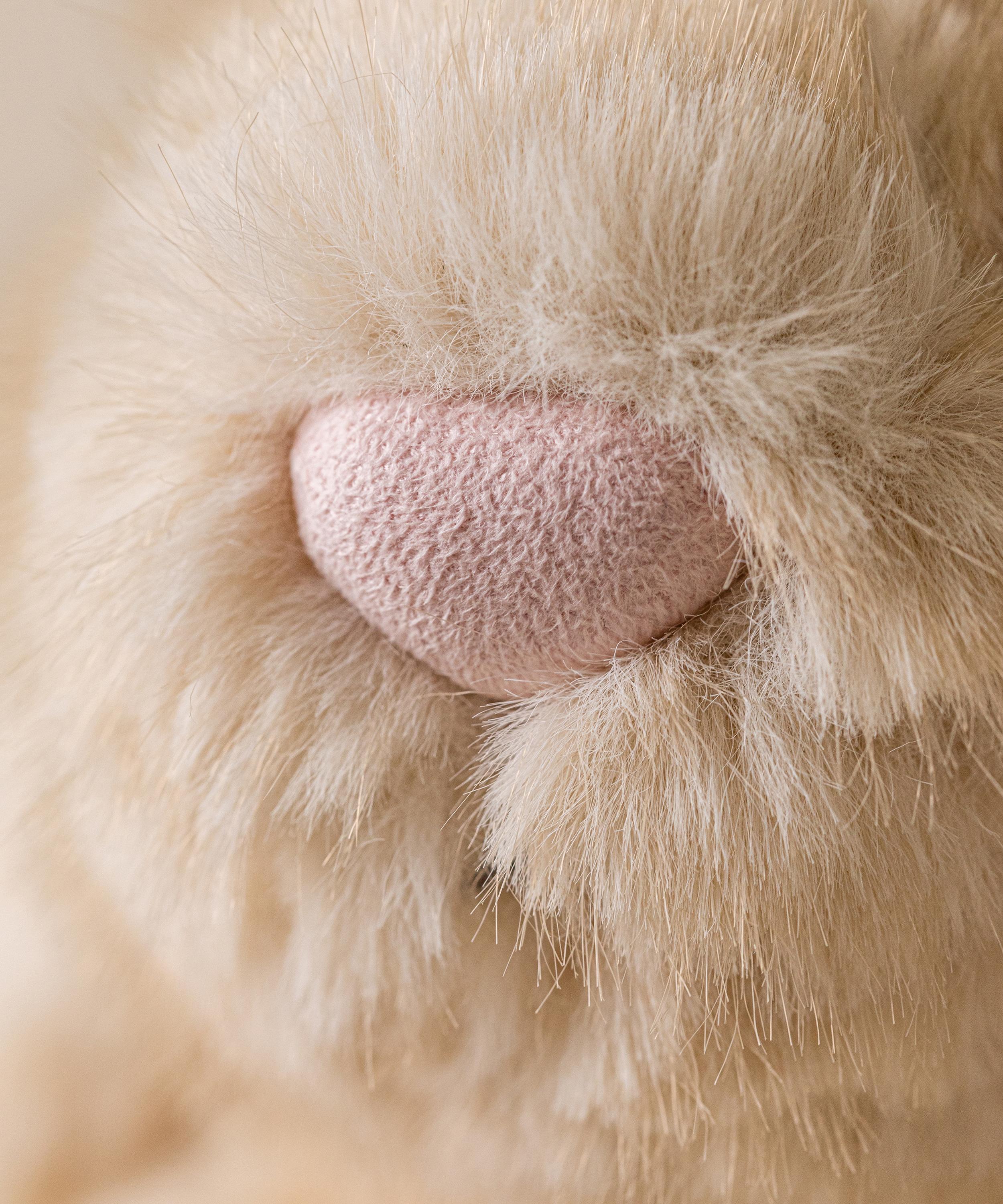 Jellycat - Franilla Luxe Bunny Soft Toy image number 5