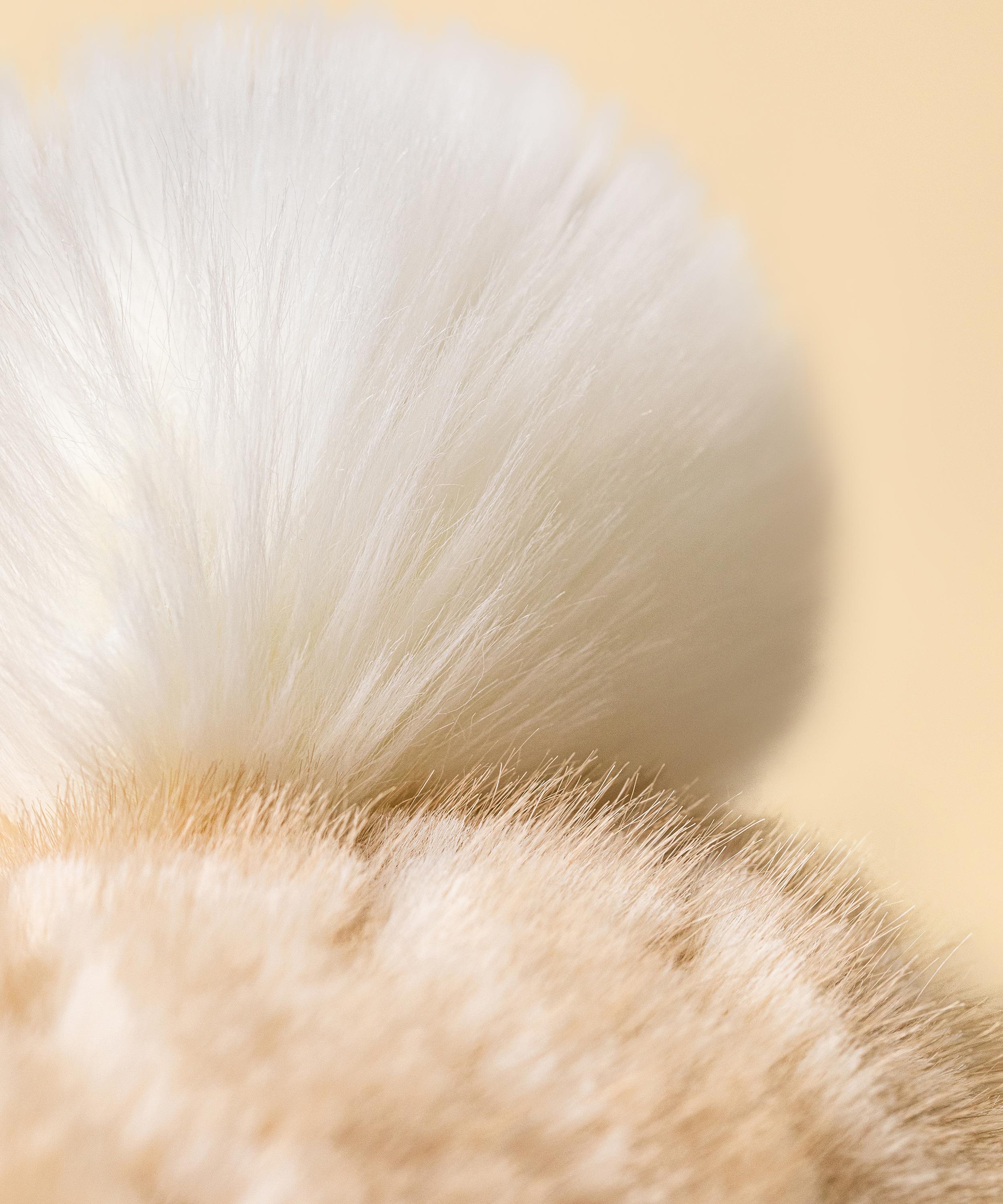 Jellycat - Franilla Luxe Bunny Soft Toy image number 6