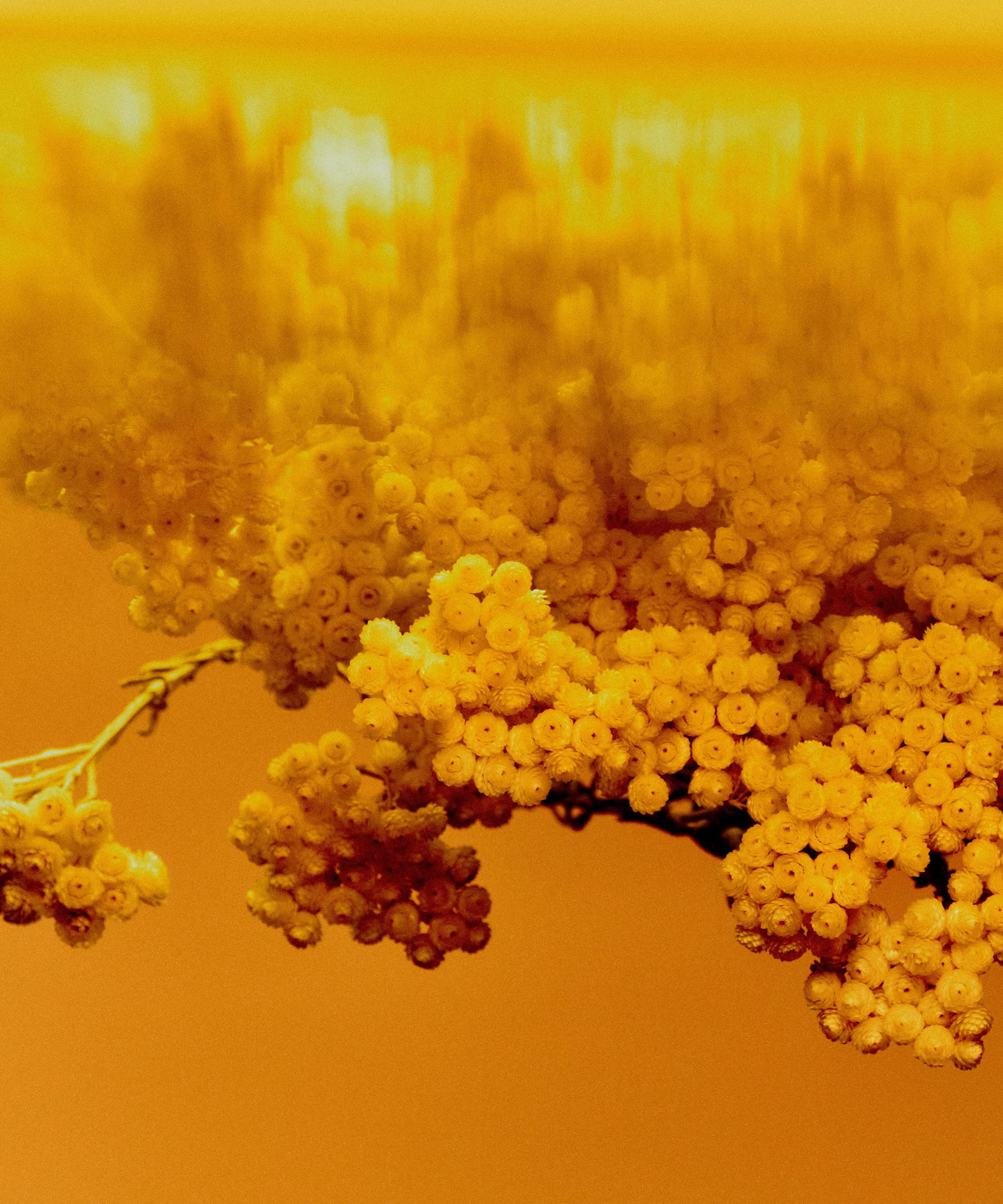 Fr&eacute;d&eacute;ric Malle - Contre-Jour Eau de Parfum 100ml image number 4