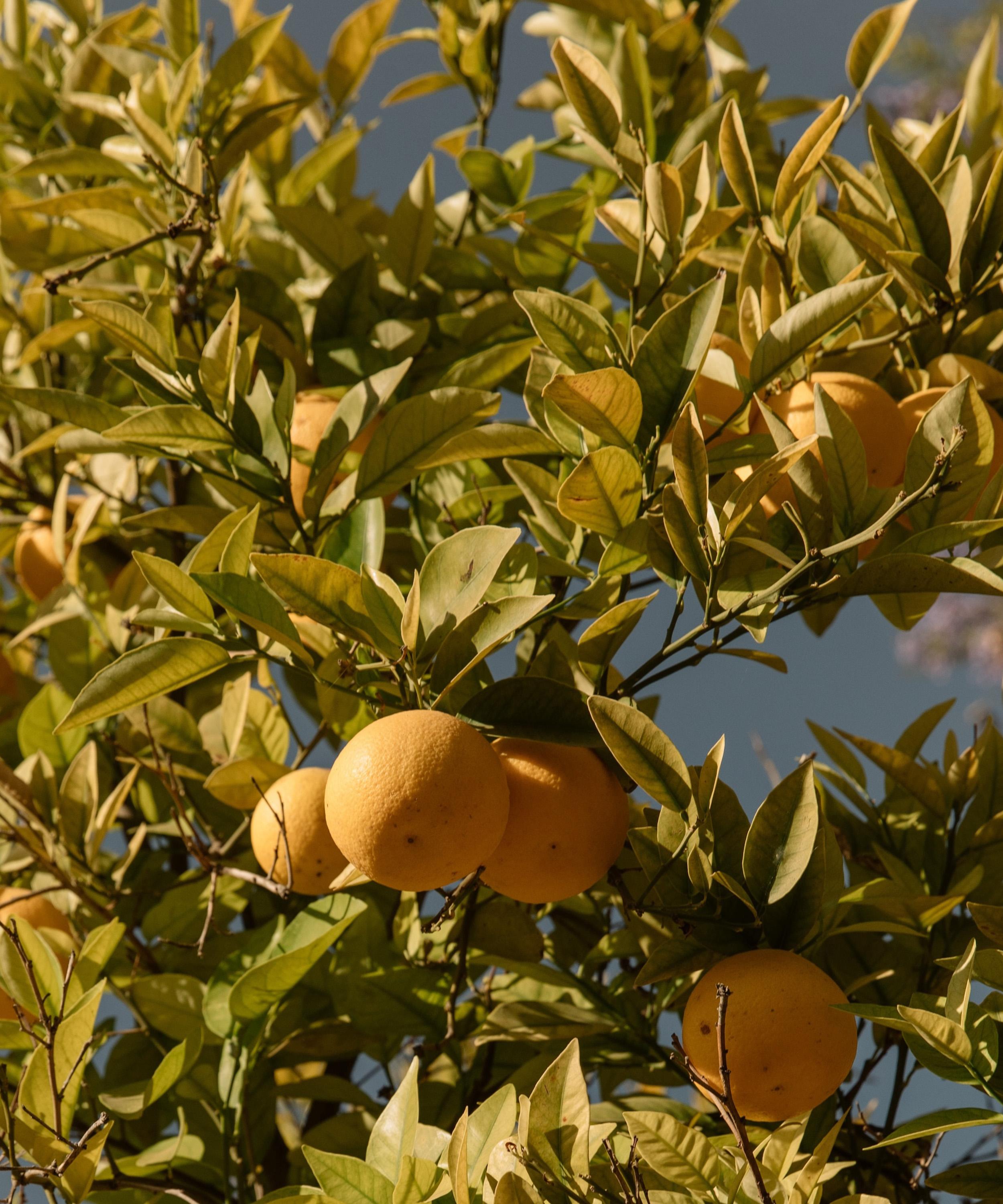 Maison Monravel - Citrus Maxima Botanical Candle 240g image number 1